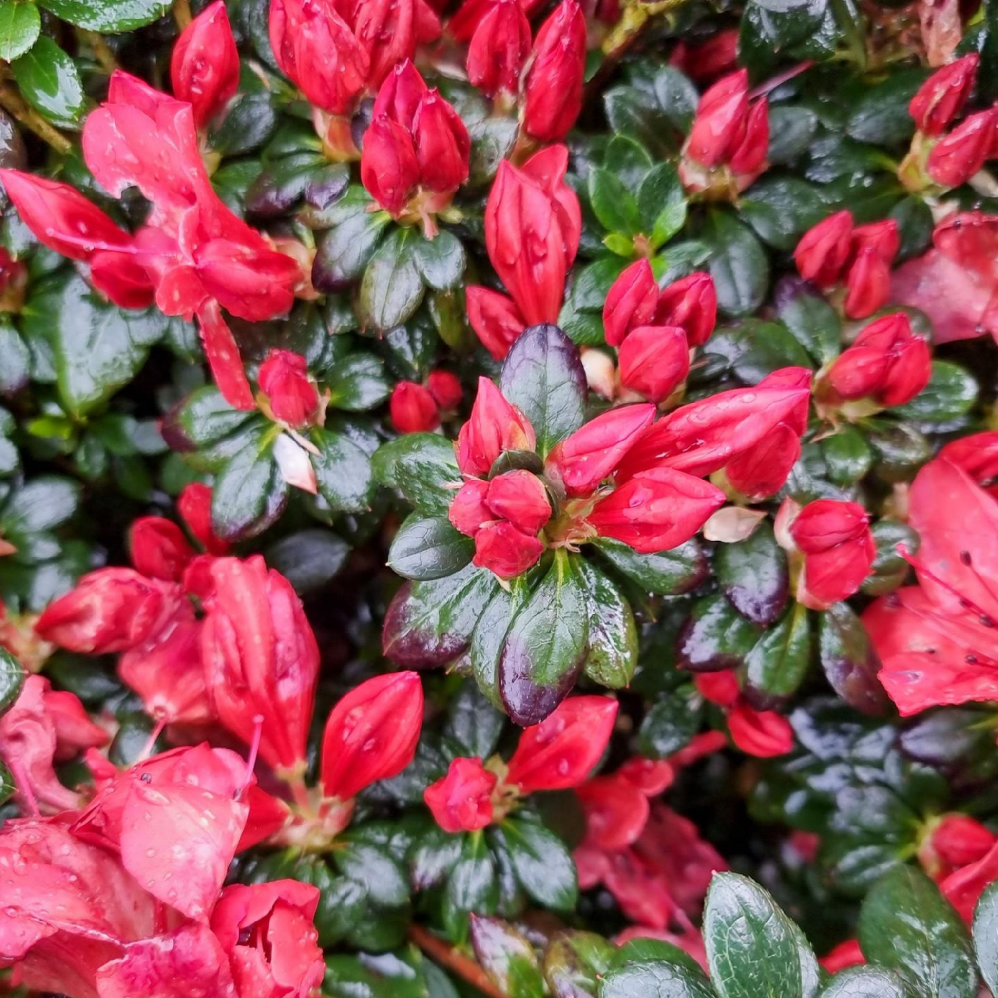 Close-up of red flowers and green leaves