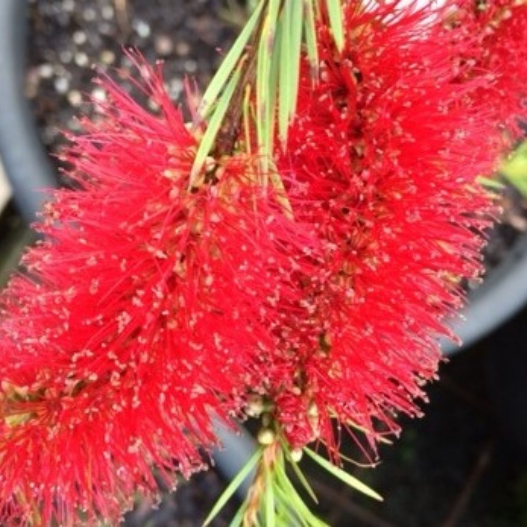 Deep Red Bottlebrush - Callistemon subulatus 'Packers Selection’