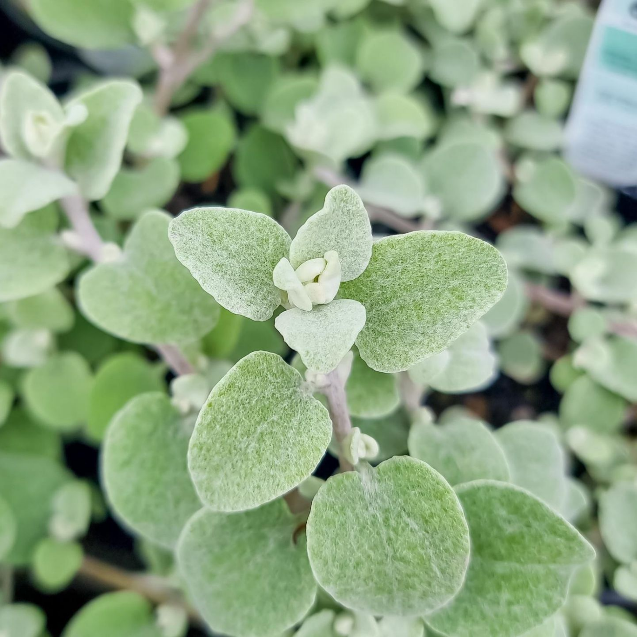 Silver Bush Everlasting Flower - Helichrysum petiolare - Licorice Plant