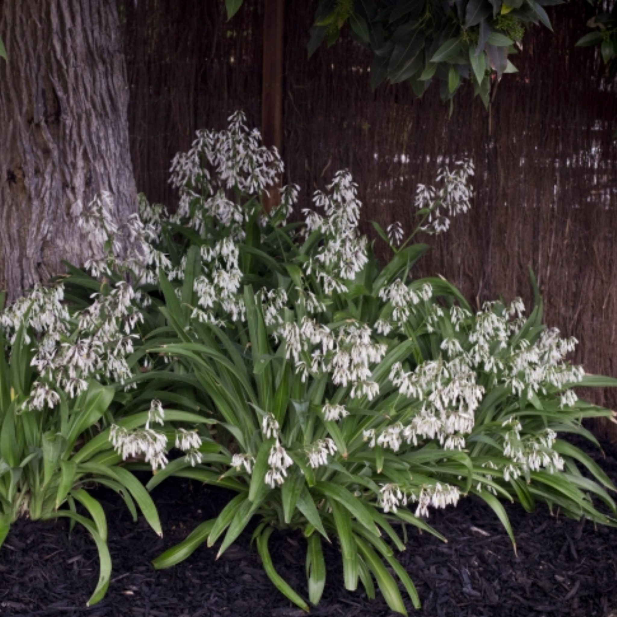 Green plants with white flowers against a wooden fence