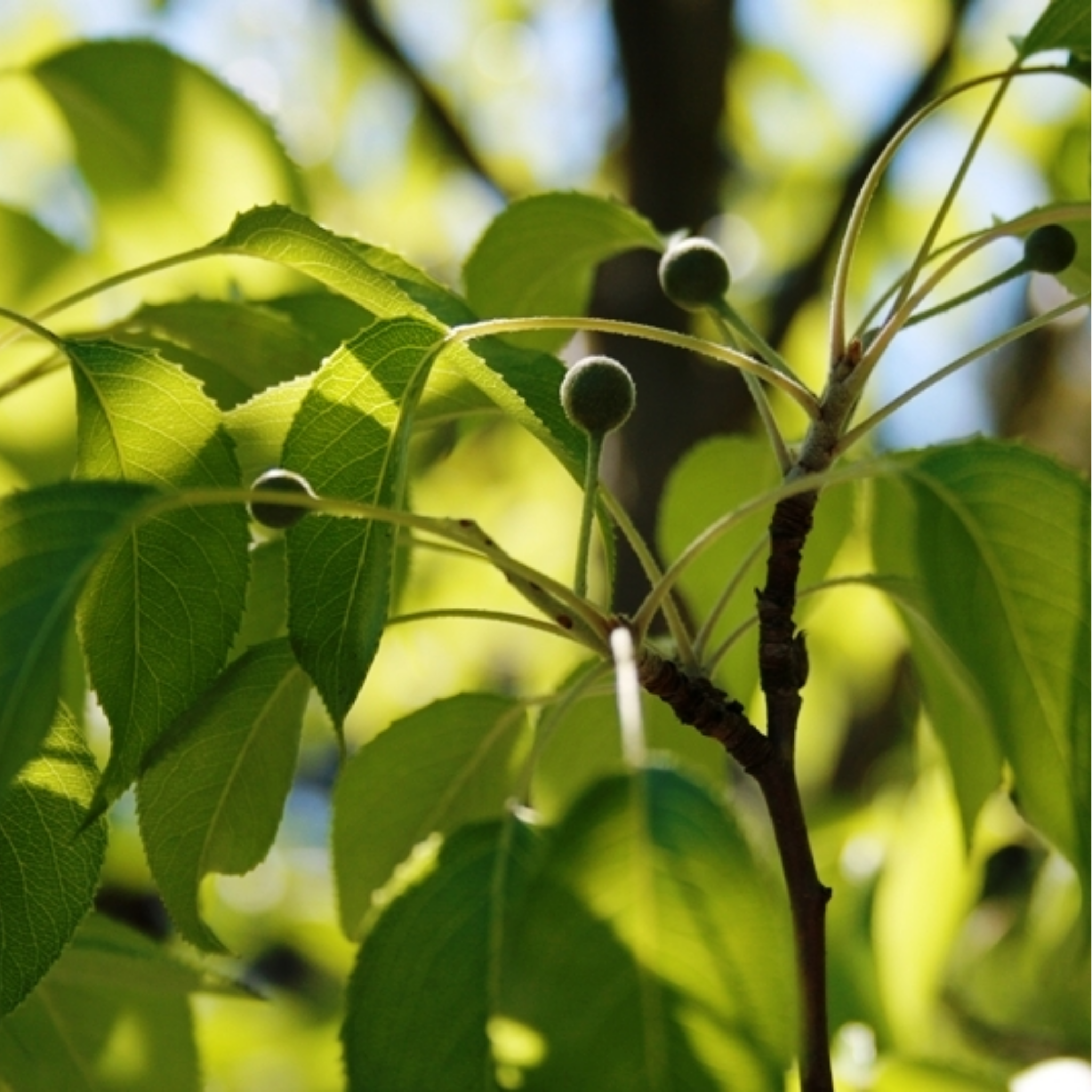 Ornamental Pear Southworth Dancer - Pyrus betulaefolia Southworth Dancer