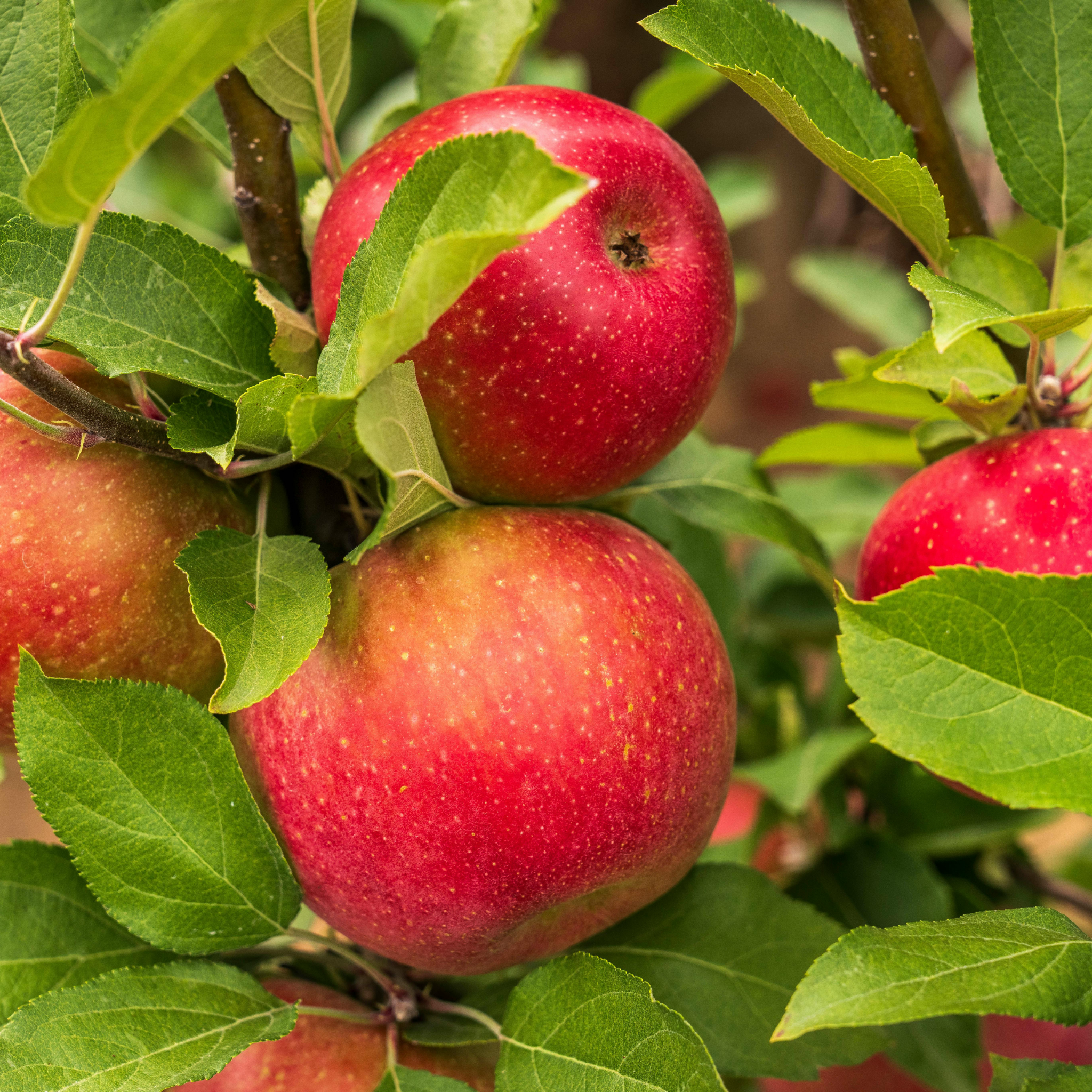 Apple Gala Tree - Malus domestica Gala Apple