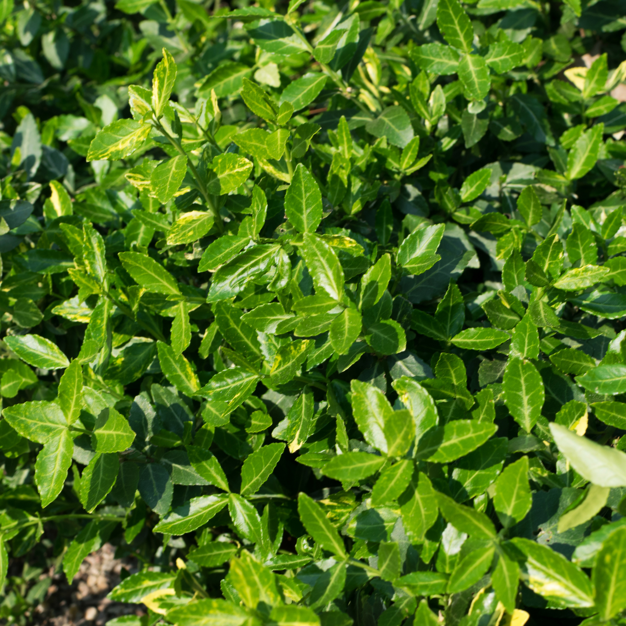 Tom Thumb Dwarf Euonymus - Euonymus japonicus 'Microphyllus' Tom Thumb