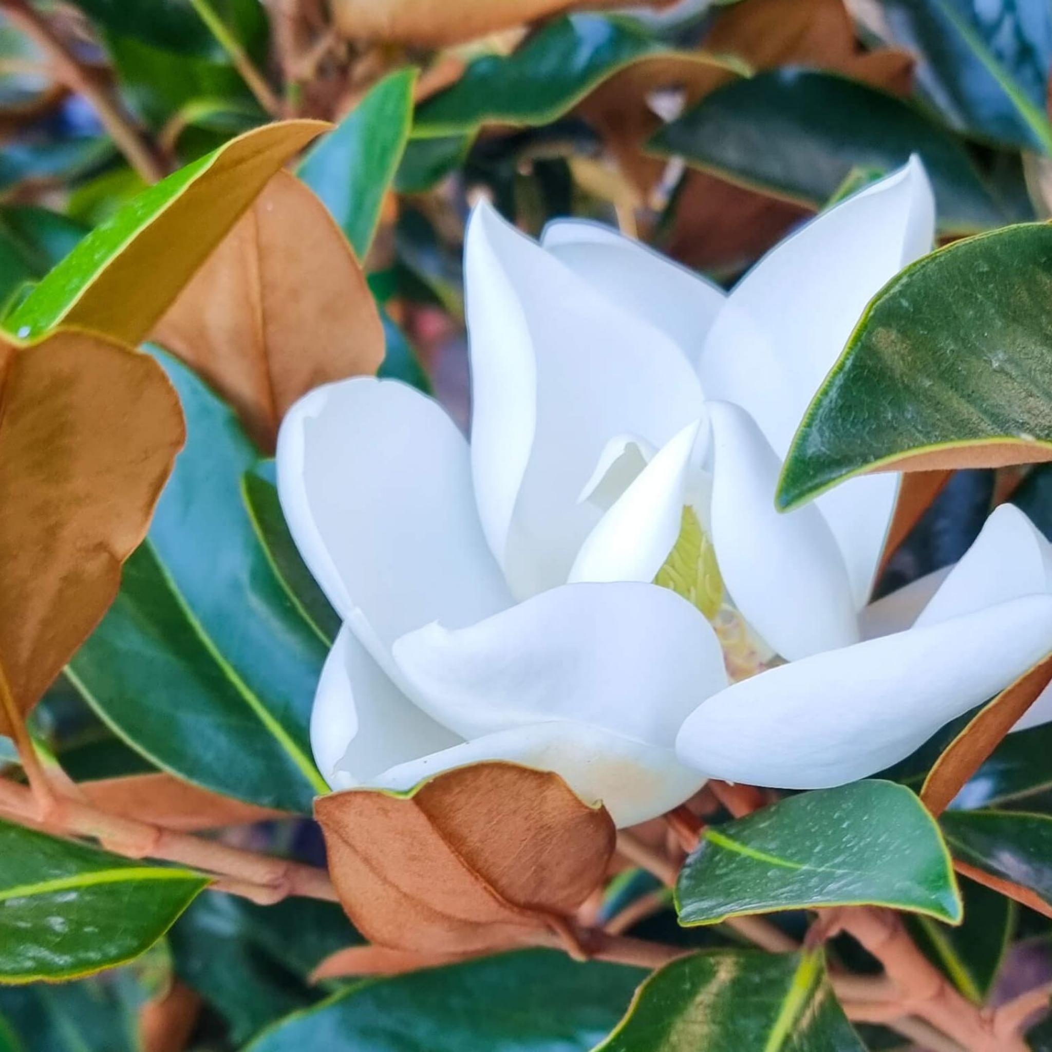 Magnolia Teddy Bear - Magnolia grandiflora Teddy Bear