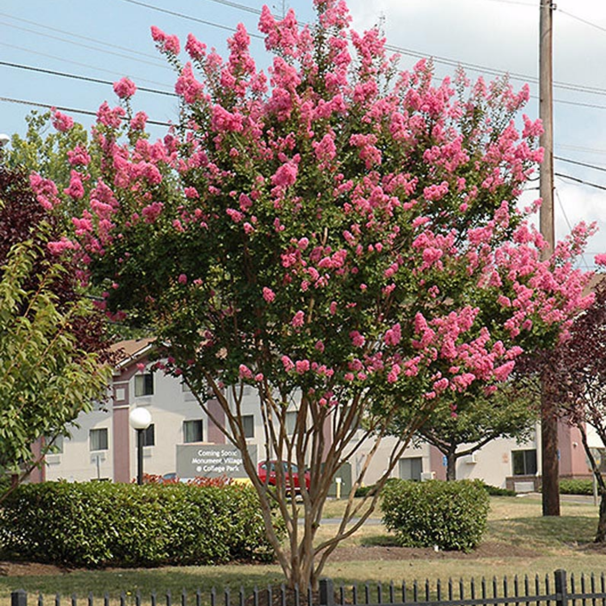 Hot Pink Crepe Myrtle - Lagerstroemia indica fauriei Sioux