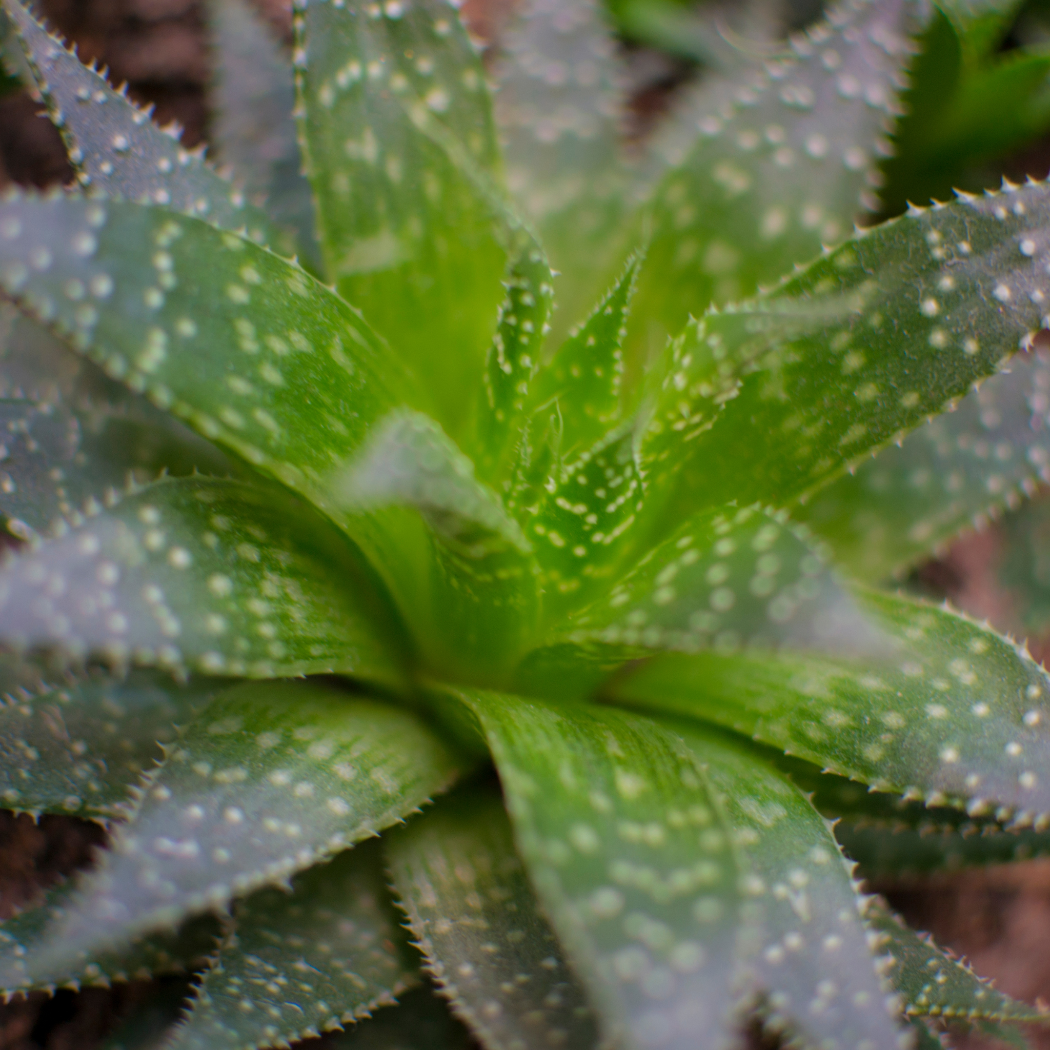 Aloe hybrida Spots N Dots