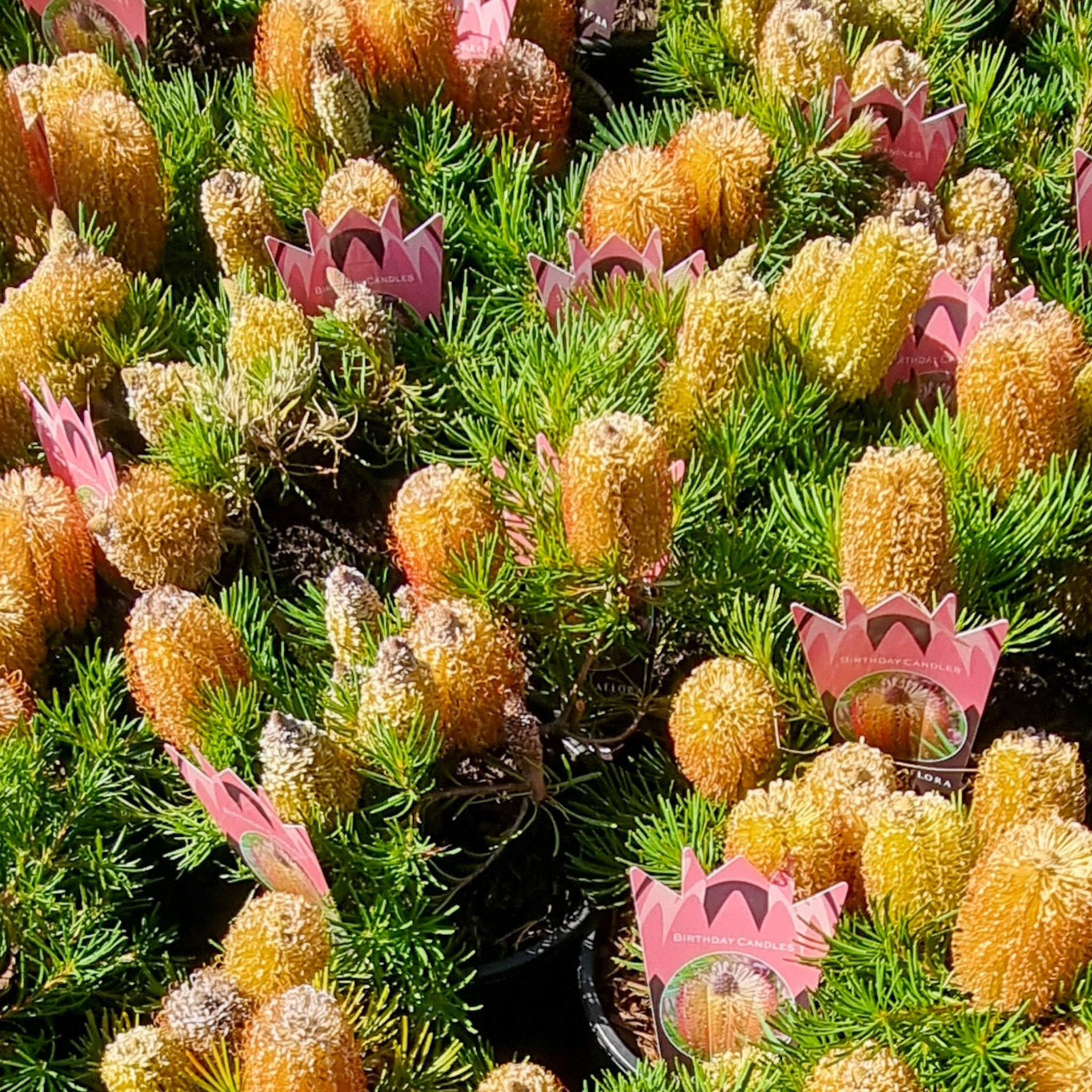 Close-up of a cluster of yellow flowers with pink labels in a garden setting.