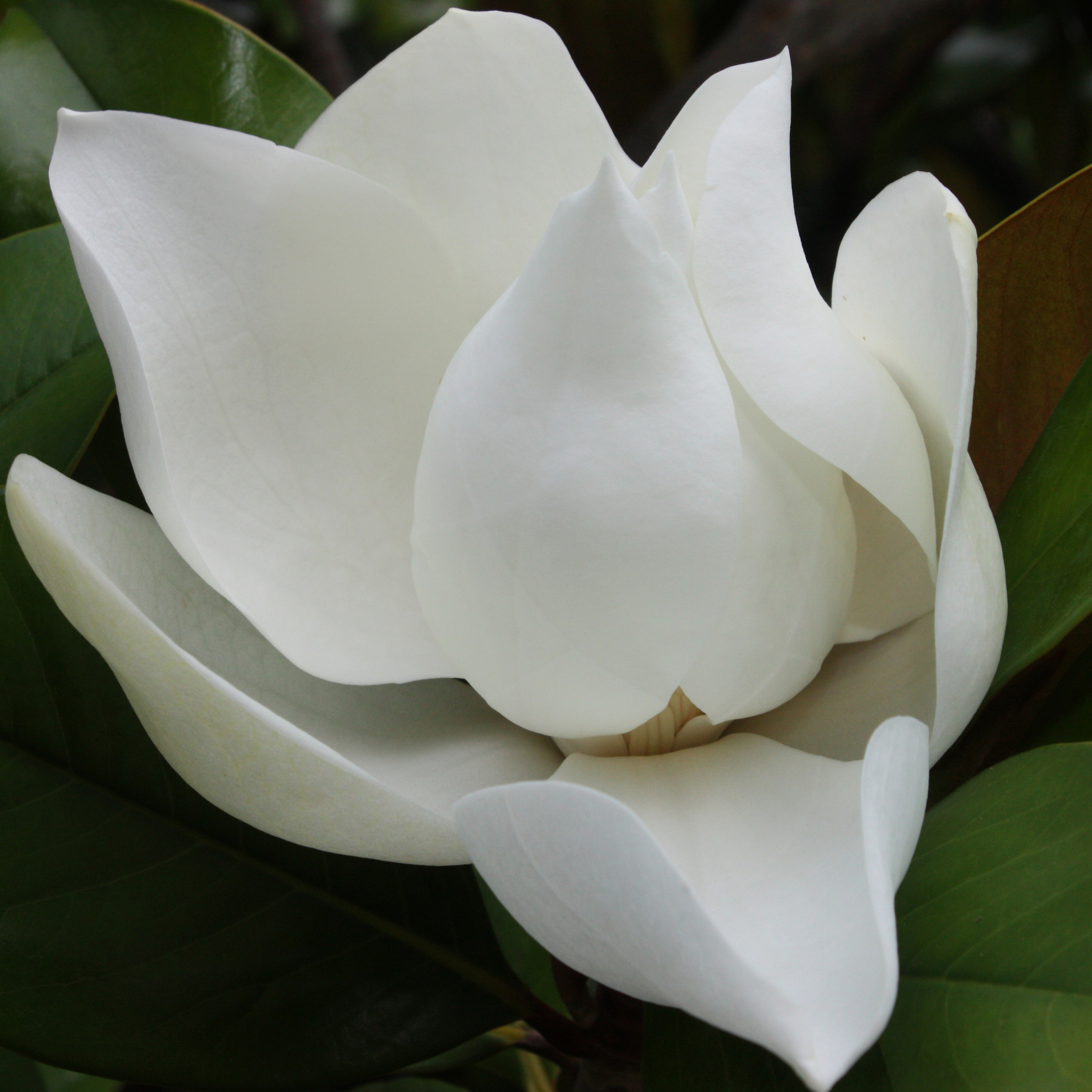Magnolia Sweet and Neat - Magnolia grandiflora Sweet N Neat