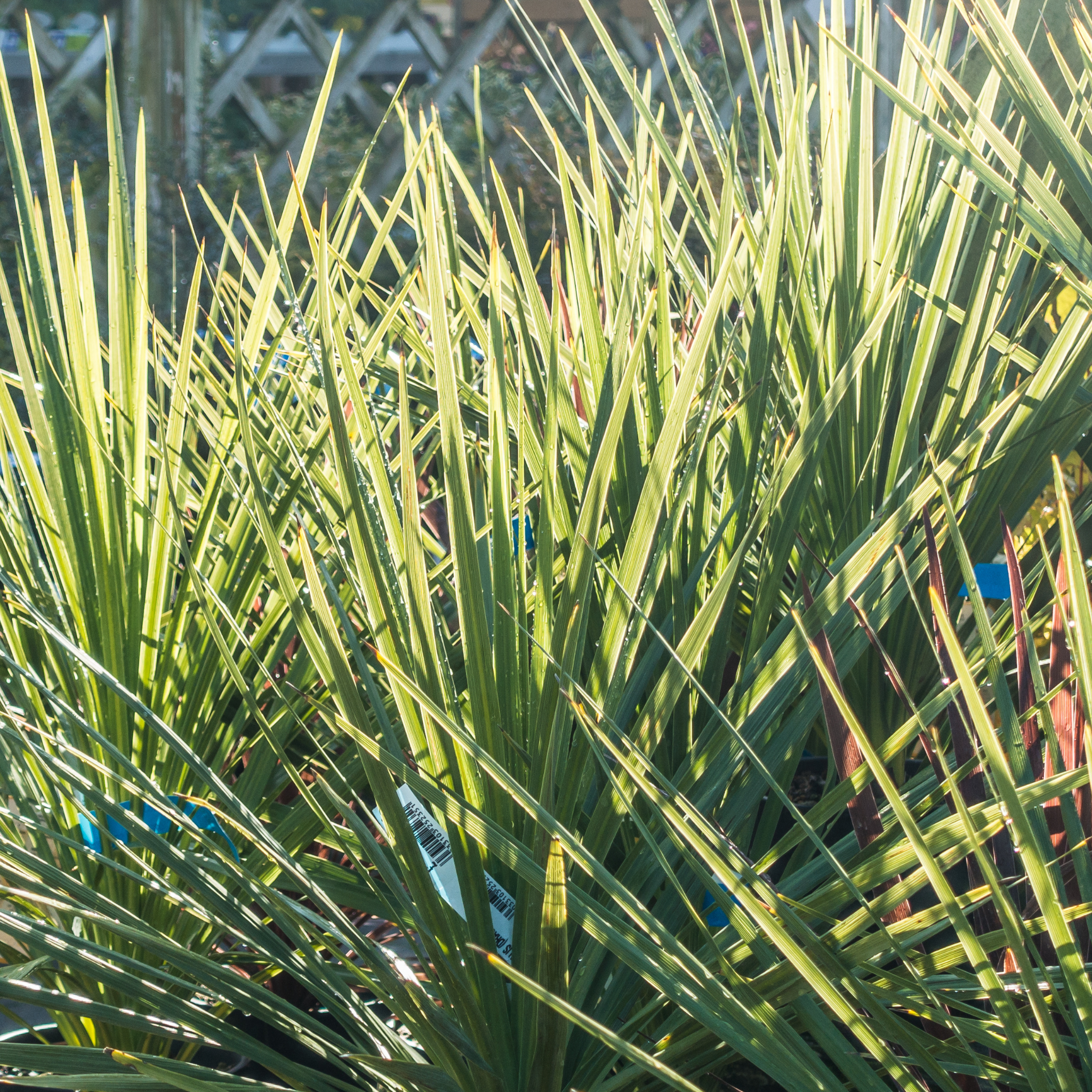 TOrbay Dazzler Cabbage Tree - Cordyline australis 'Torbay Dazzler'