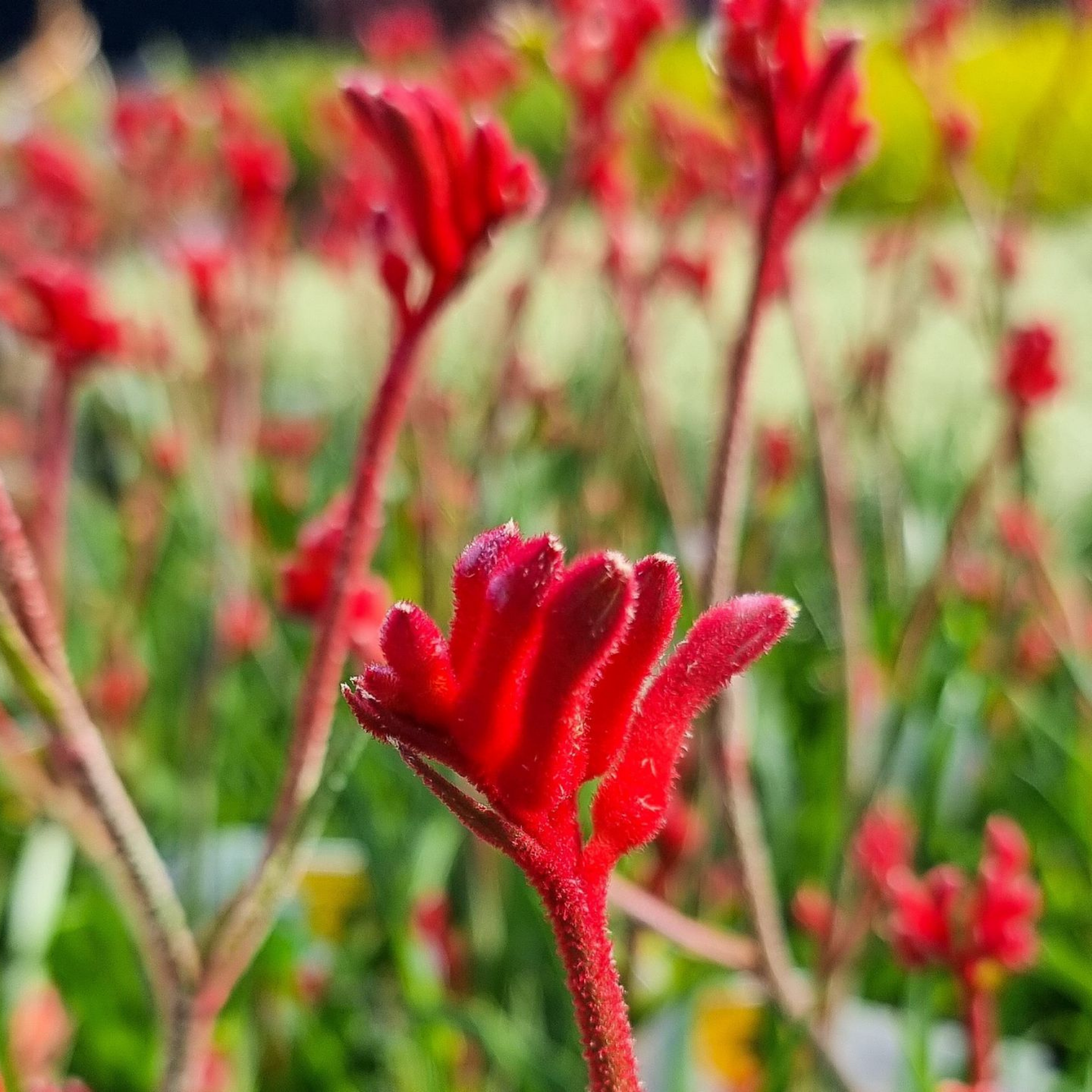 Bush Gems Kangaroo Paw 'Bush Inferno' - Anigozanthos hybrida
