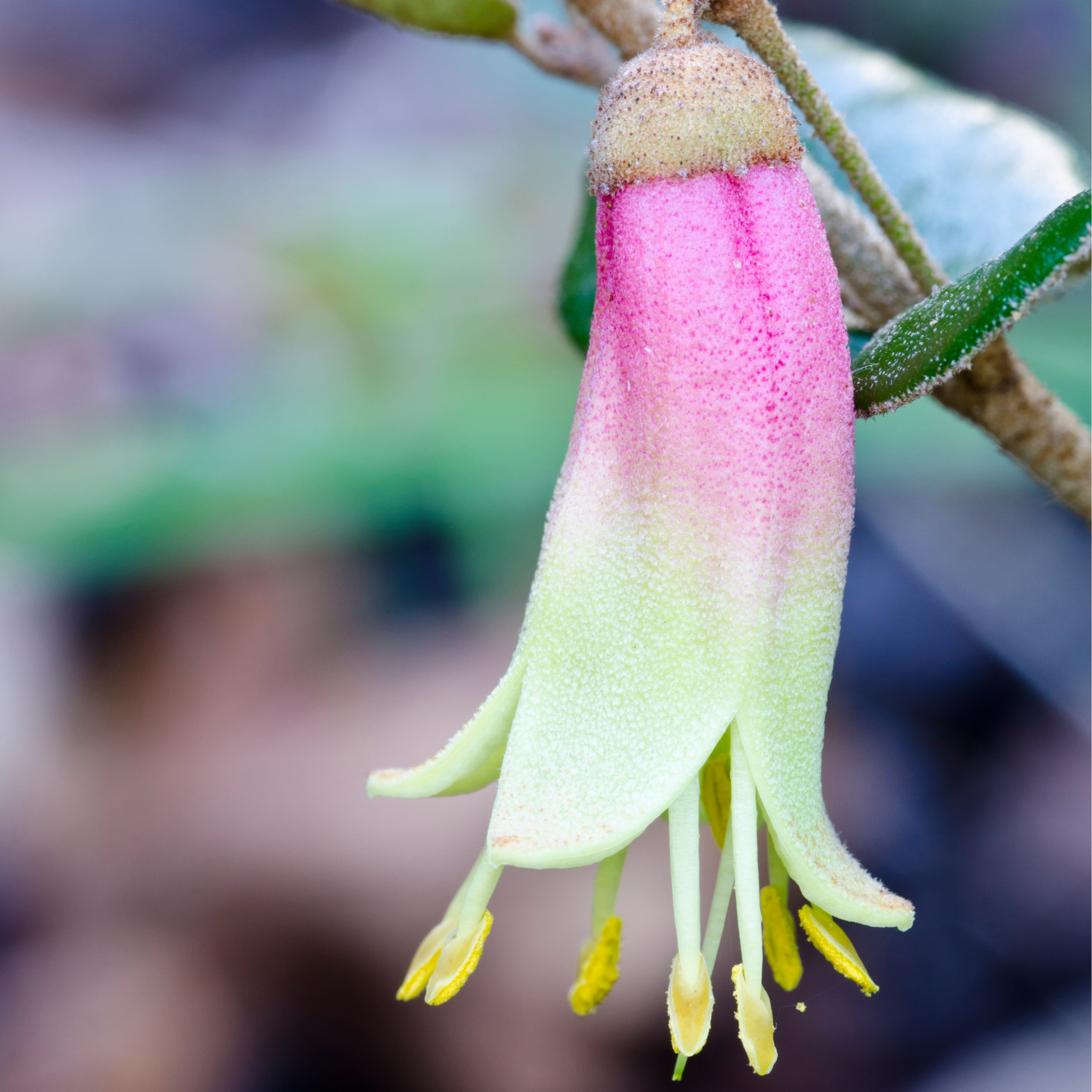 Marians Marvel Native Fuchsia - Correa reflexa backhousiana 'Marians Marvel'
