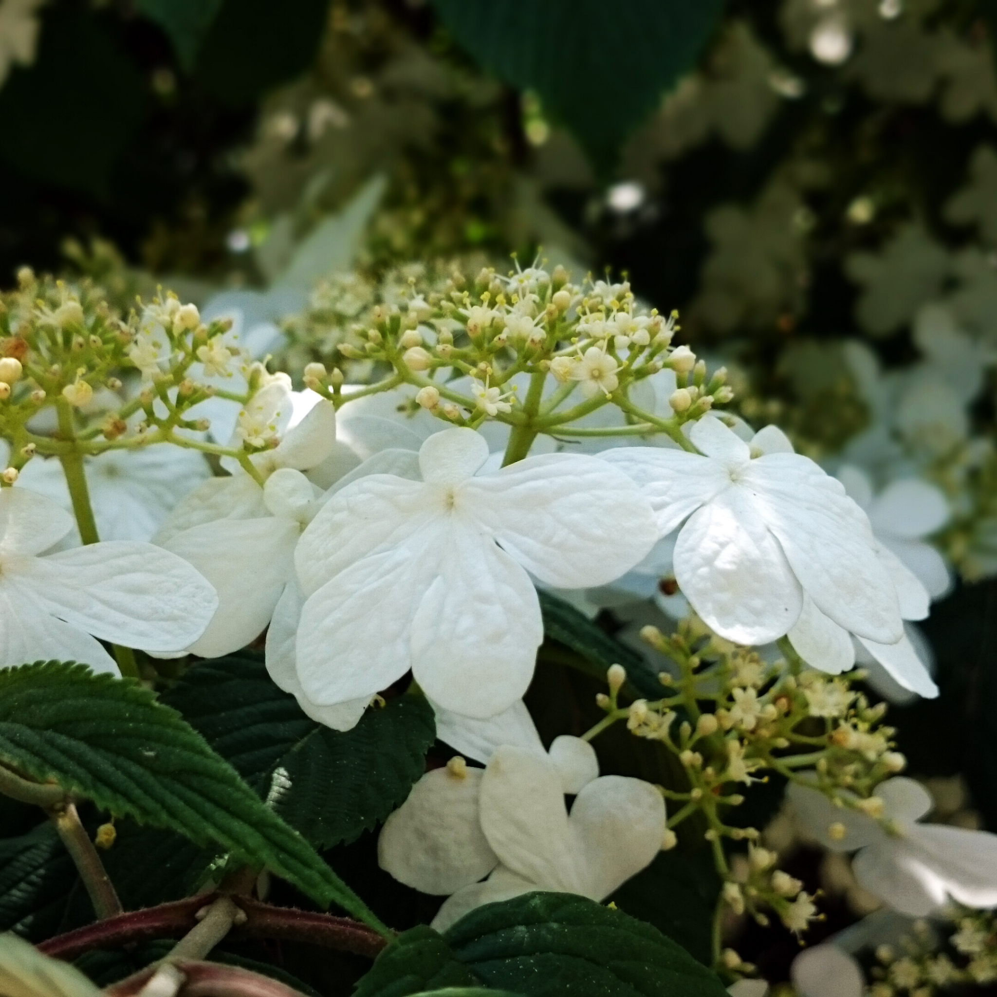 Viburnum plicatum Japanese snowball - Viburnum plicatum tomentosum Mariesii