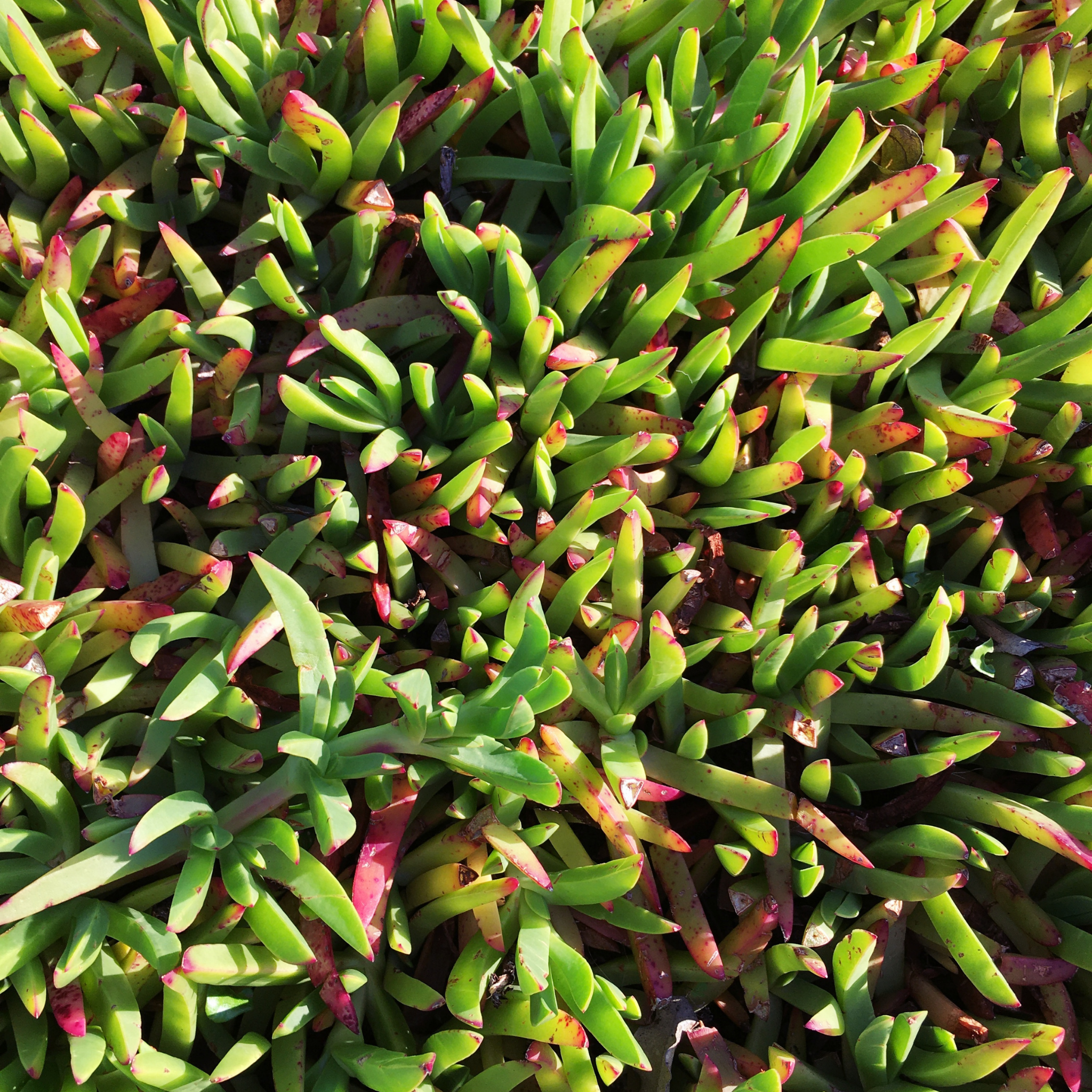 Pigface/Sea Fig - Carpobrotus glaucescens