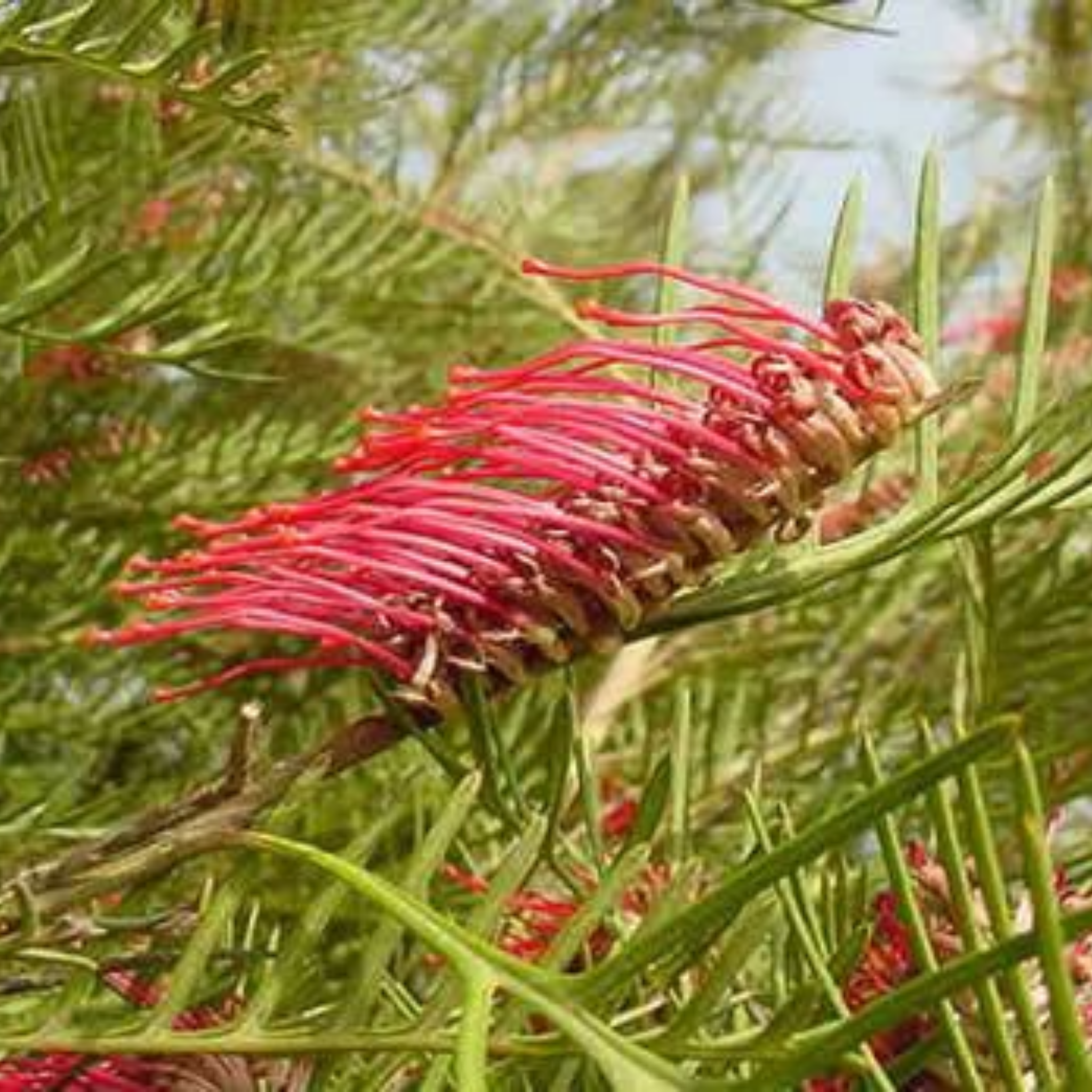 Grevillea 'Red Hooks' - Grevillea longifolia tetragonoloba Red Hooks