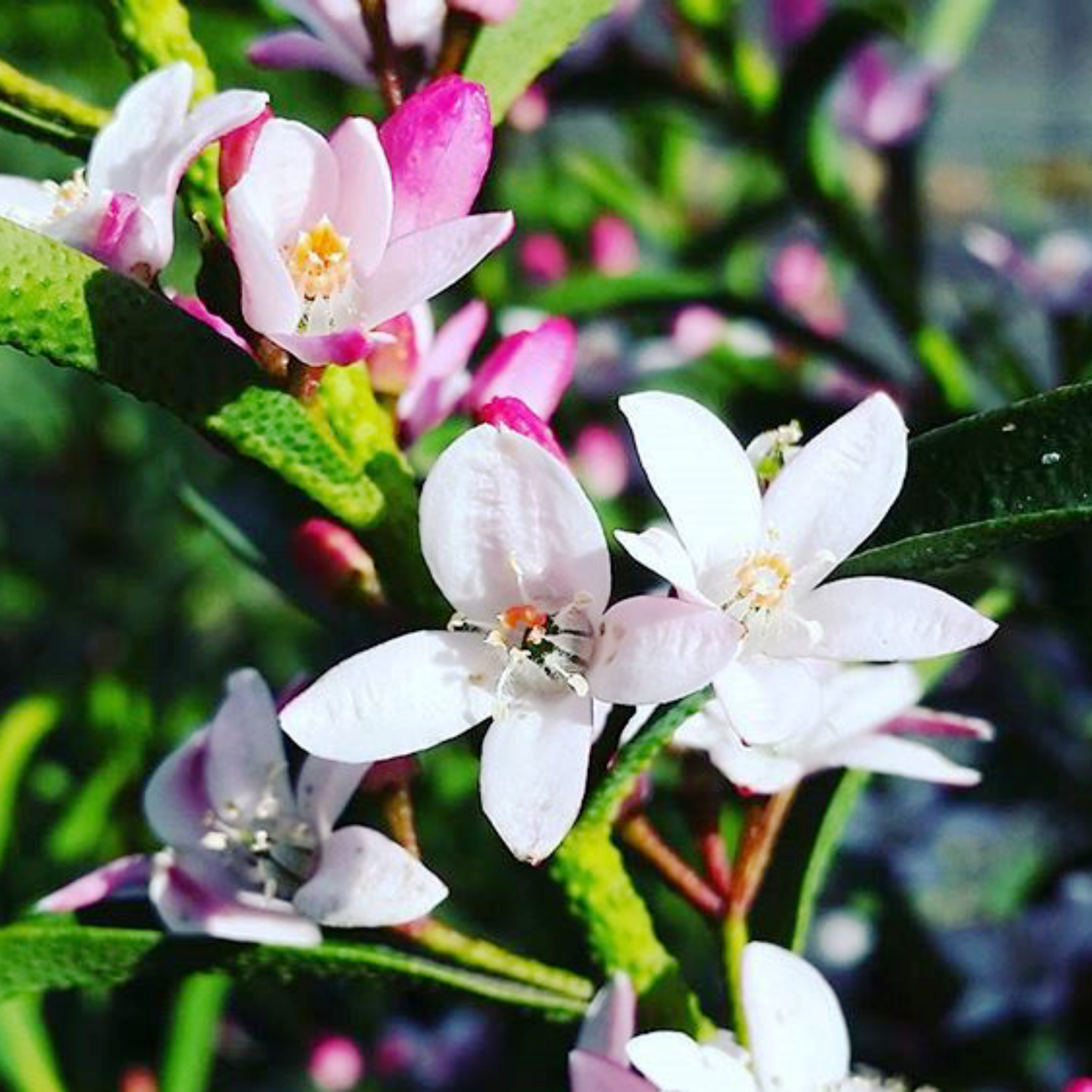 Long Leaf Wax Flower - Philotheca myoporoides Winter Rouge