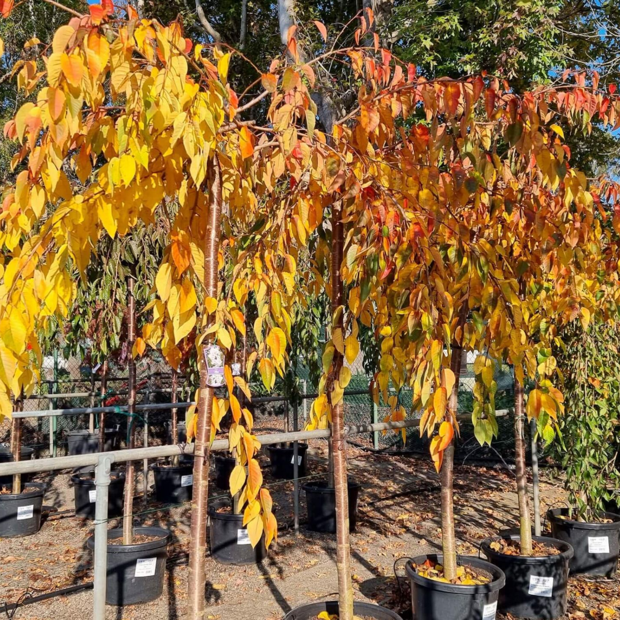 Potted trees with autumn-colored leaves in a nursery setting