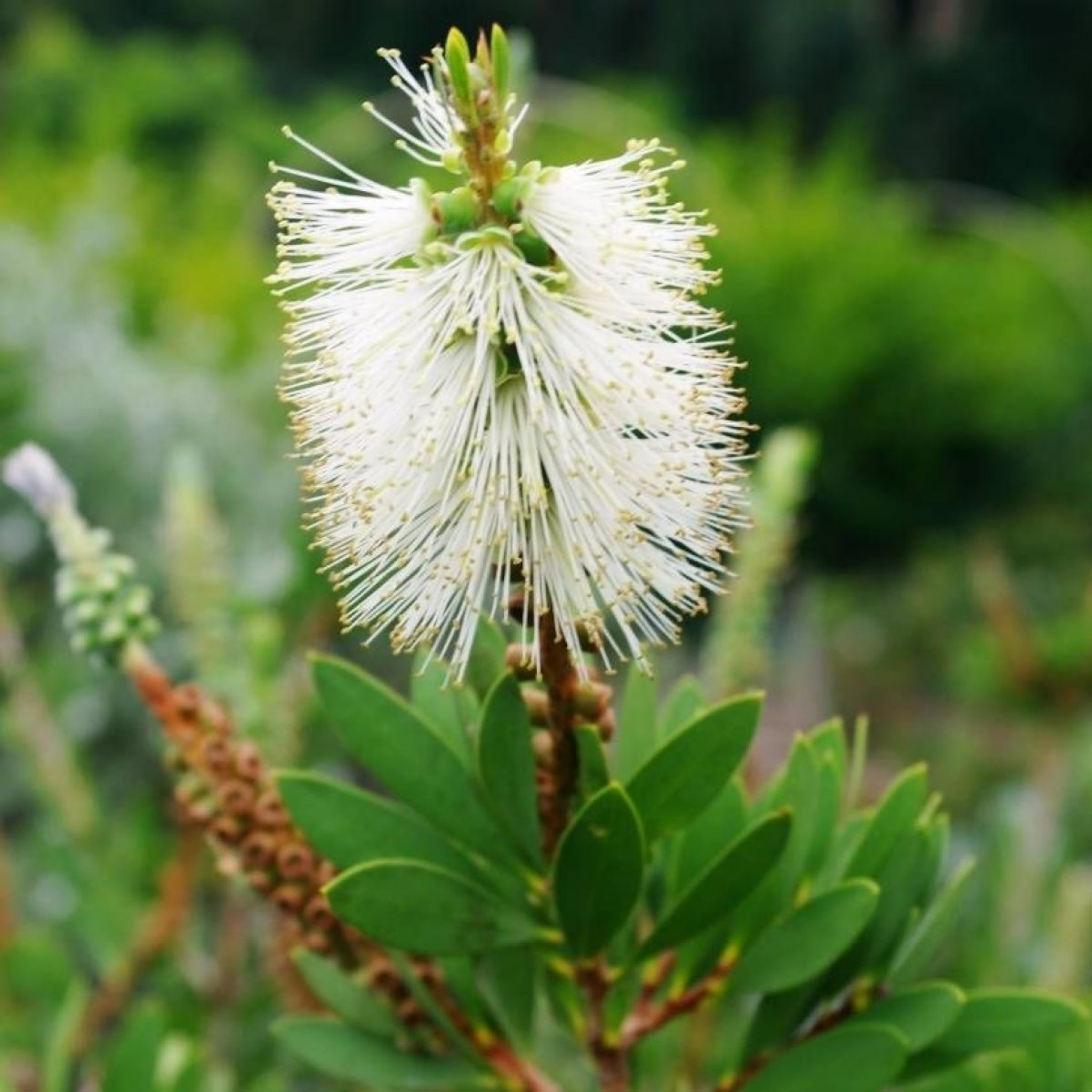 White Bottlebrush - Callistemon citrinus 'White Anzac’
