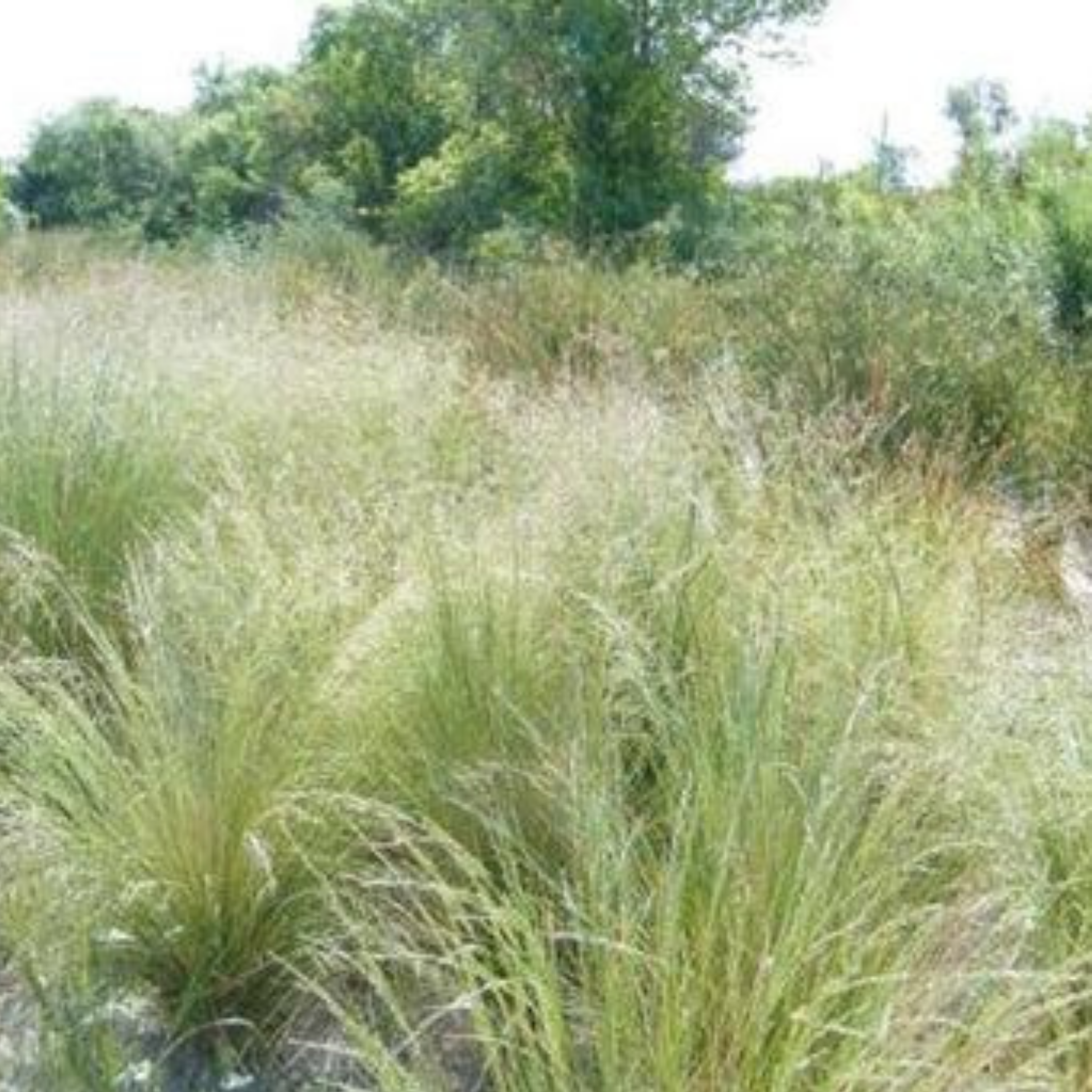 Snow Grass / Grey Tussock Grass - Poa sieberiana