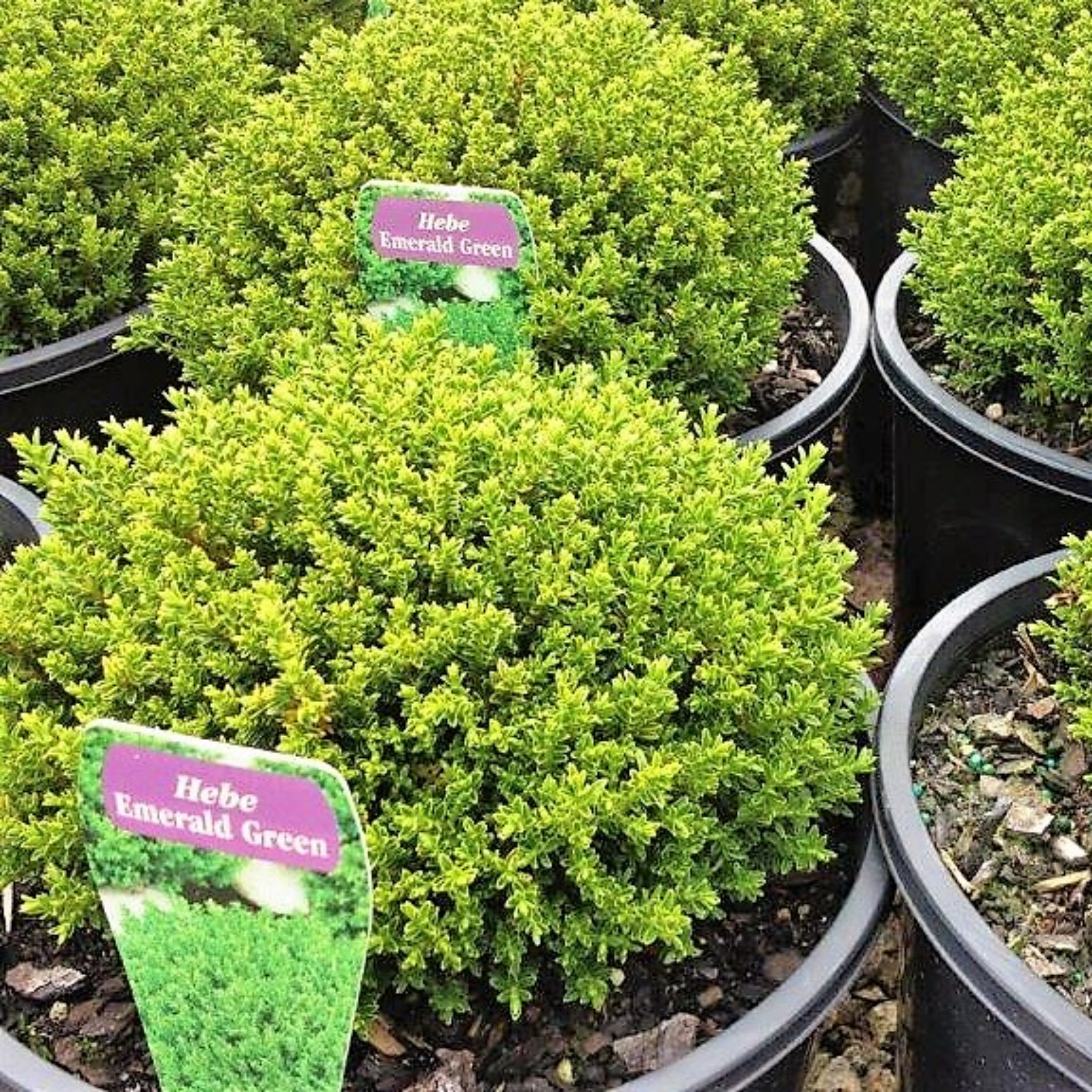 Shrubby Veronica Emerald Green - Hebe hybrida 'Emerald Green'