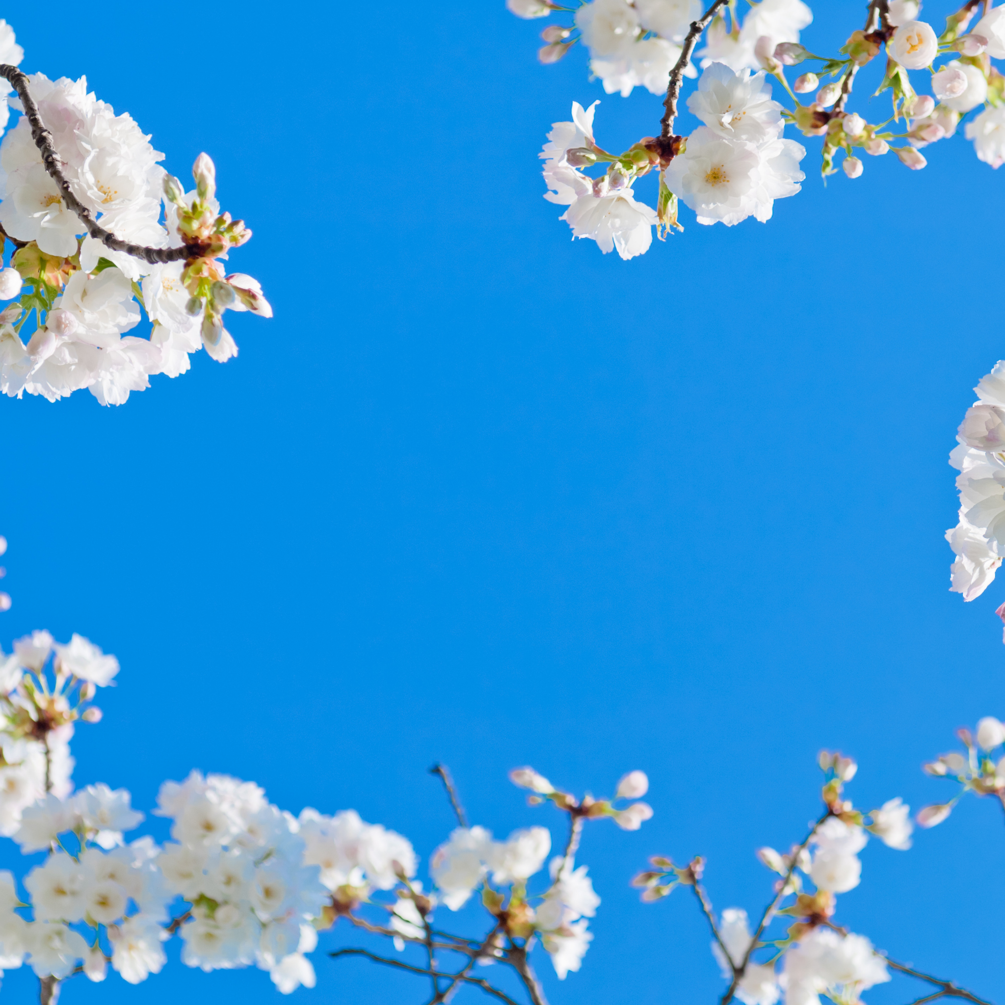 Weeping Japanese Flowering Cherry - Prunus serrulata 'Mt Fuji'