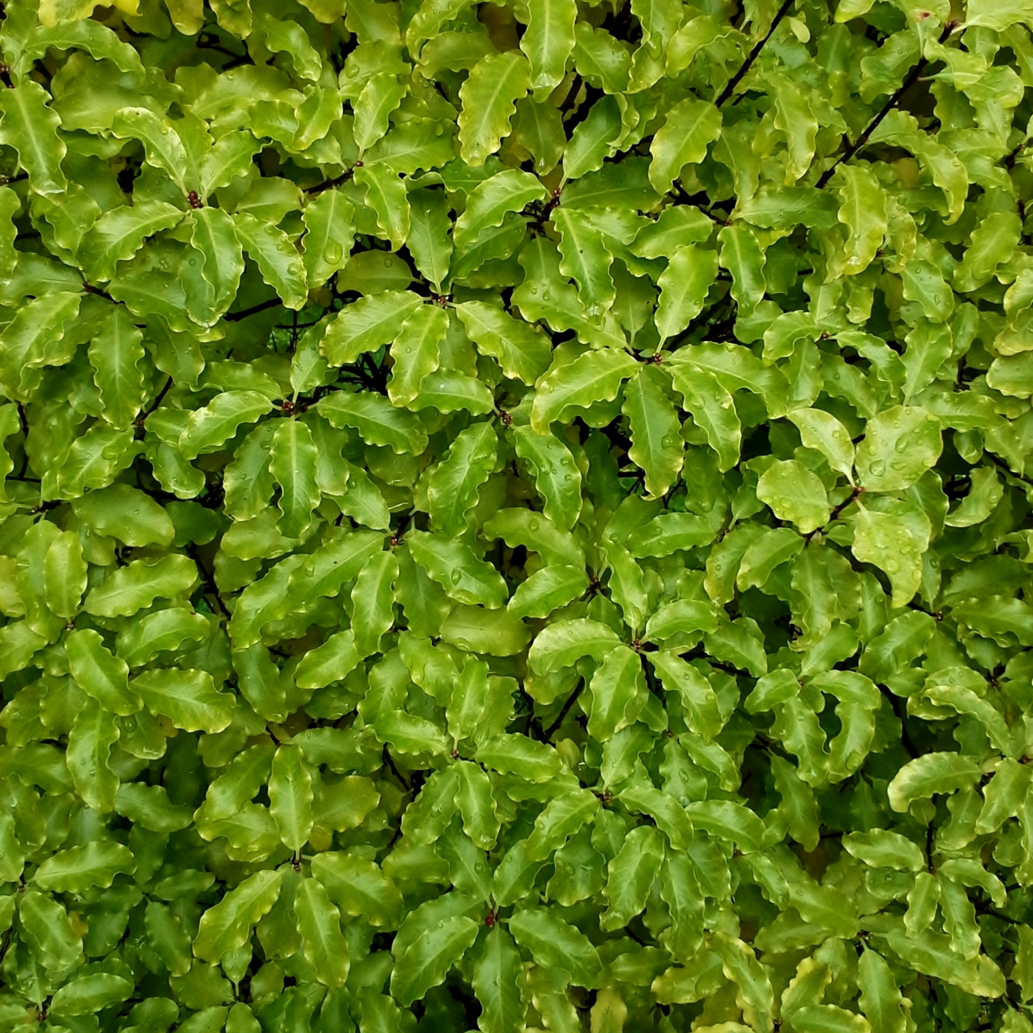 Close-up of a dense patch of green leaves