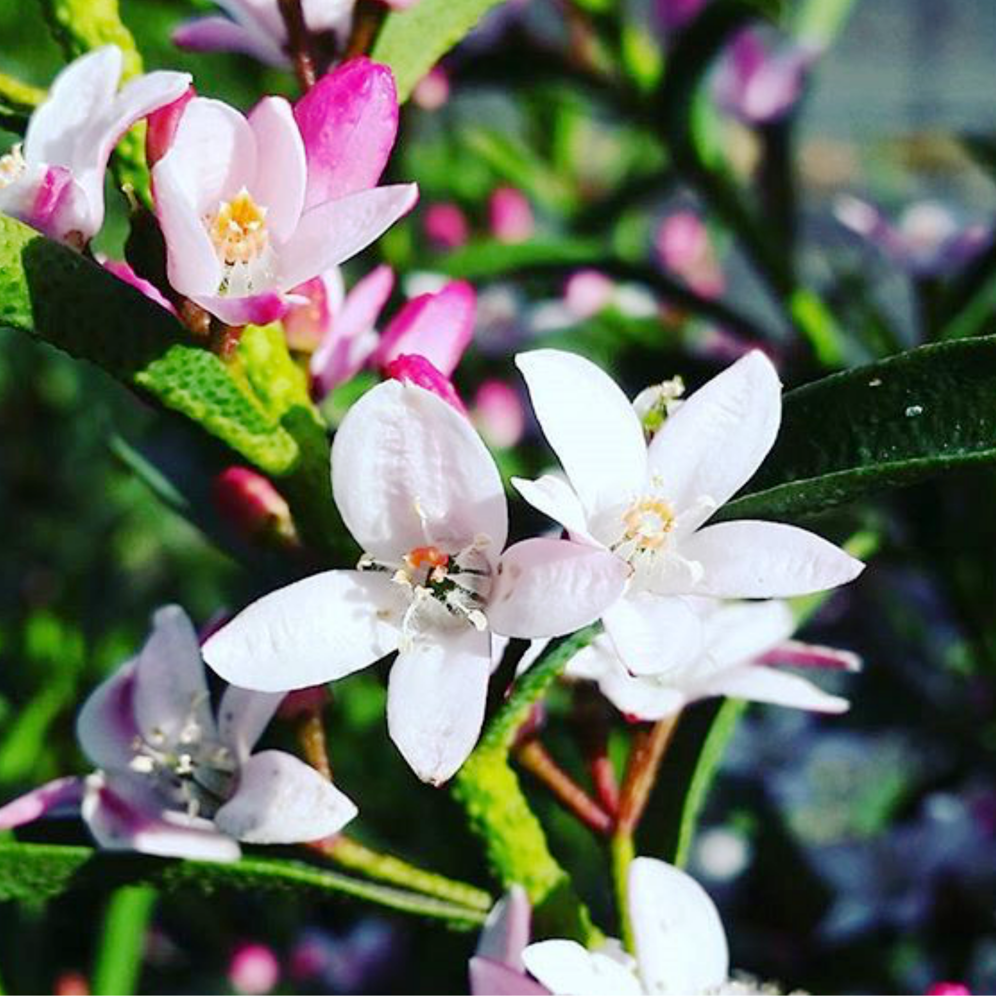 Long Leaf Wax Flower Winter Rouge - Philotheca myoporoides Winter Rouge