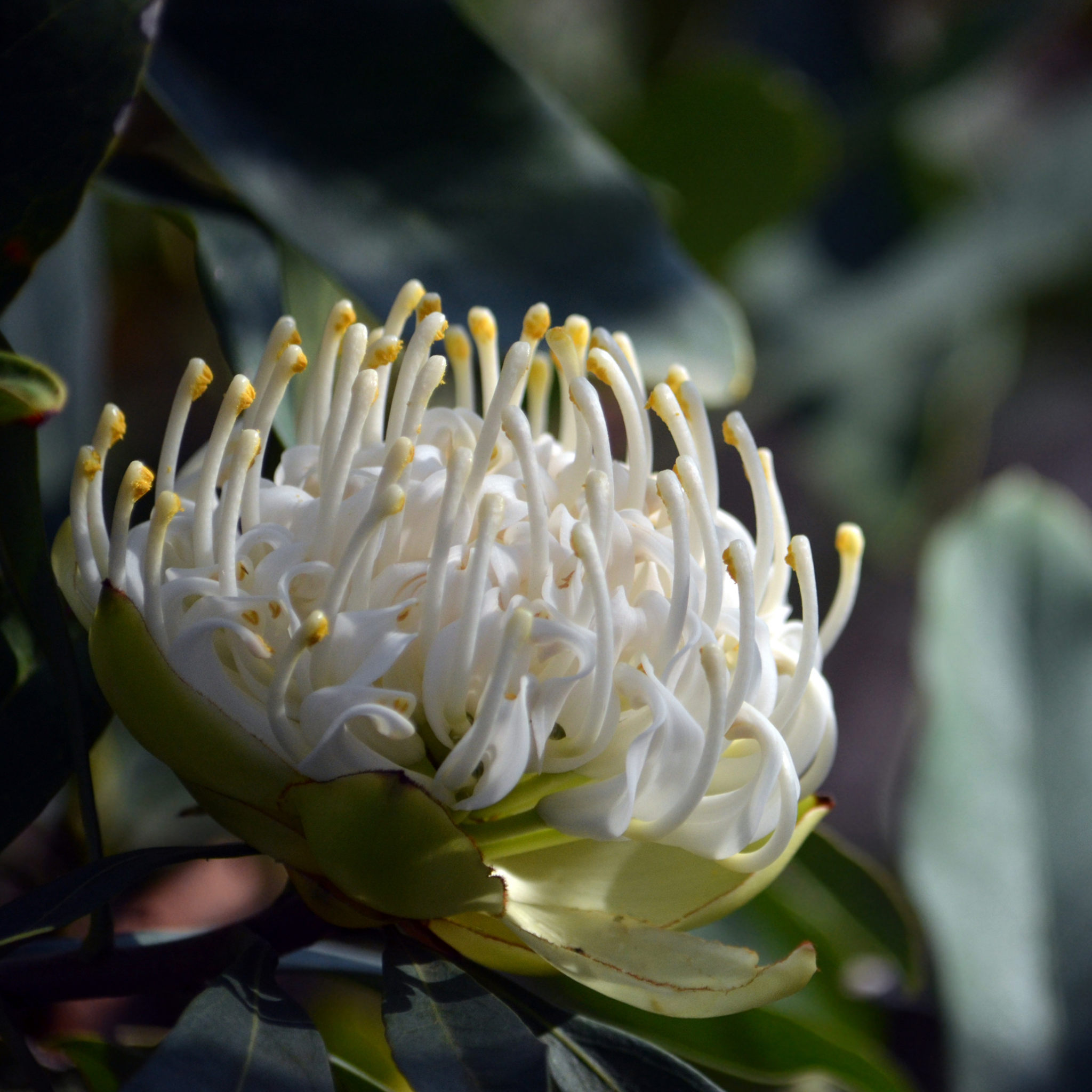 Waratah 'Shady Lady White' - Telopea speciosissima oreades Shady Lady White