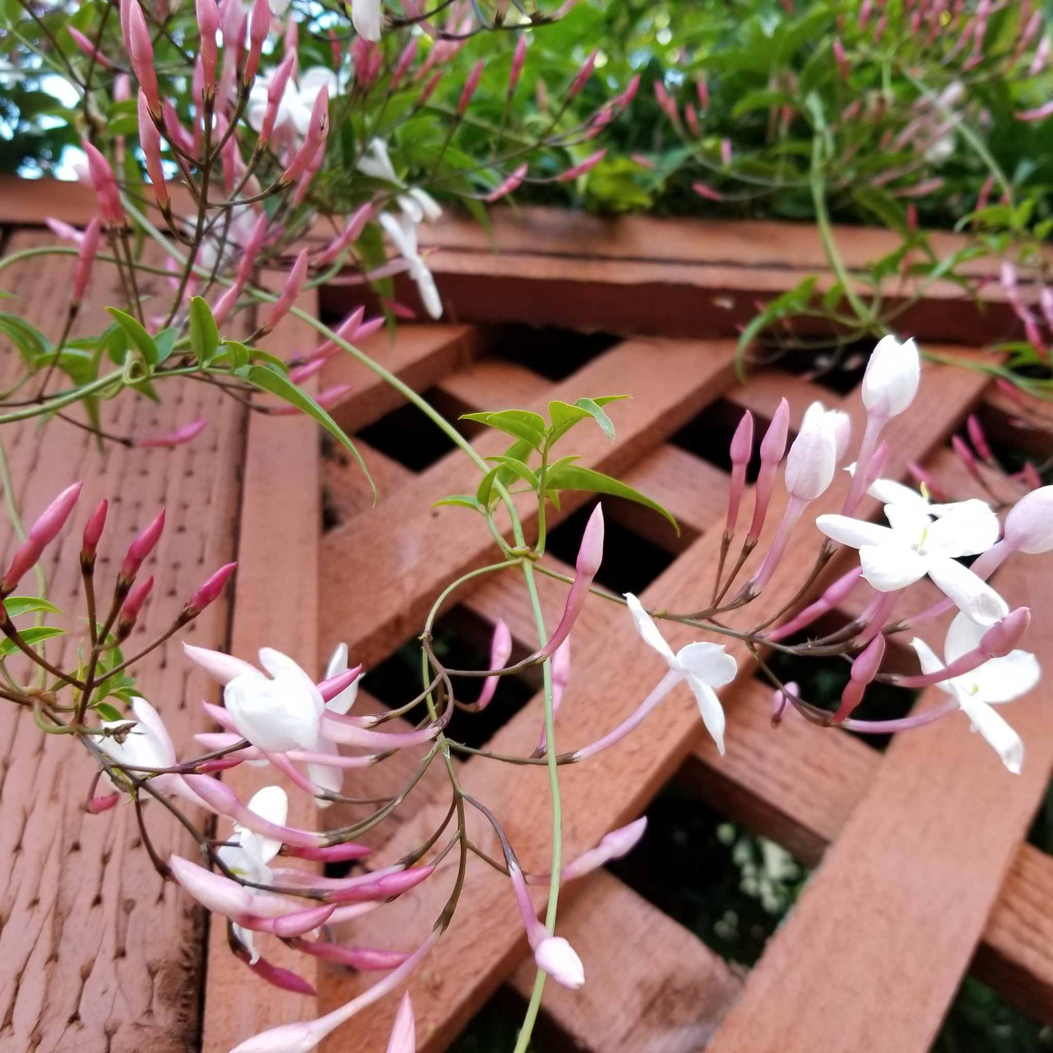 Pink Jasmine - Jasminum polyanthum