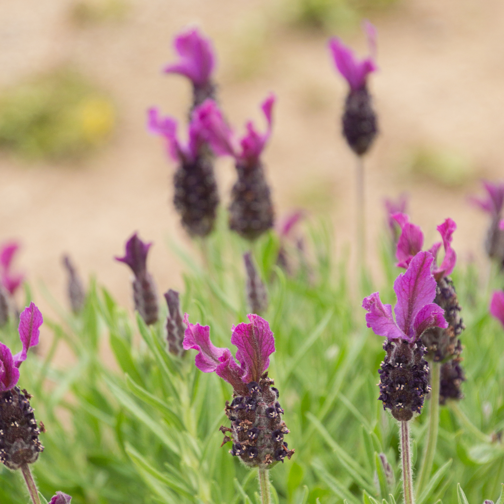 Italian Lavender Javelin Forte Deep Purple - Lavandula stoechas Javelin Forte Deep Purple