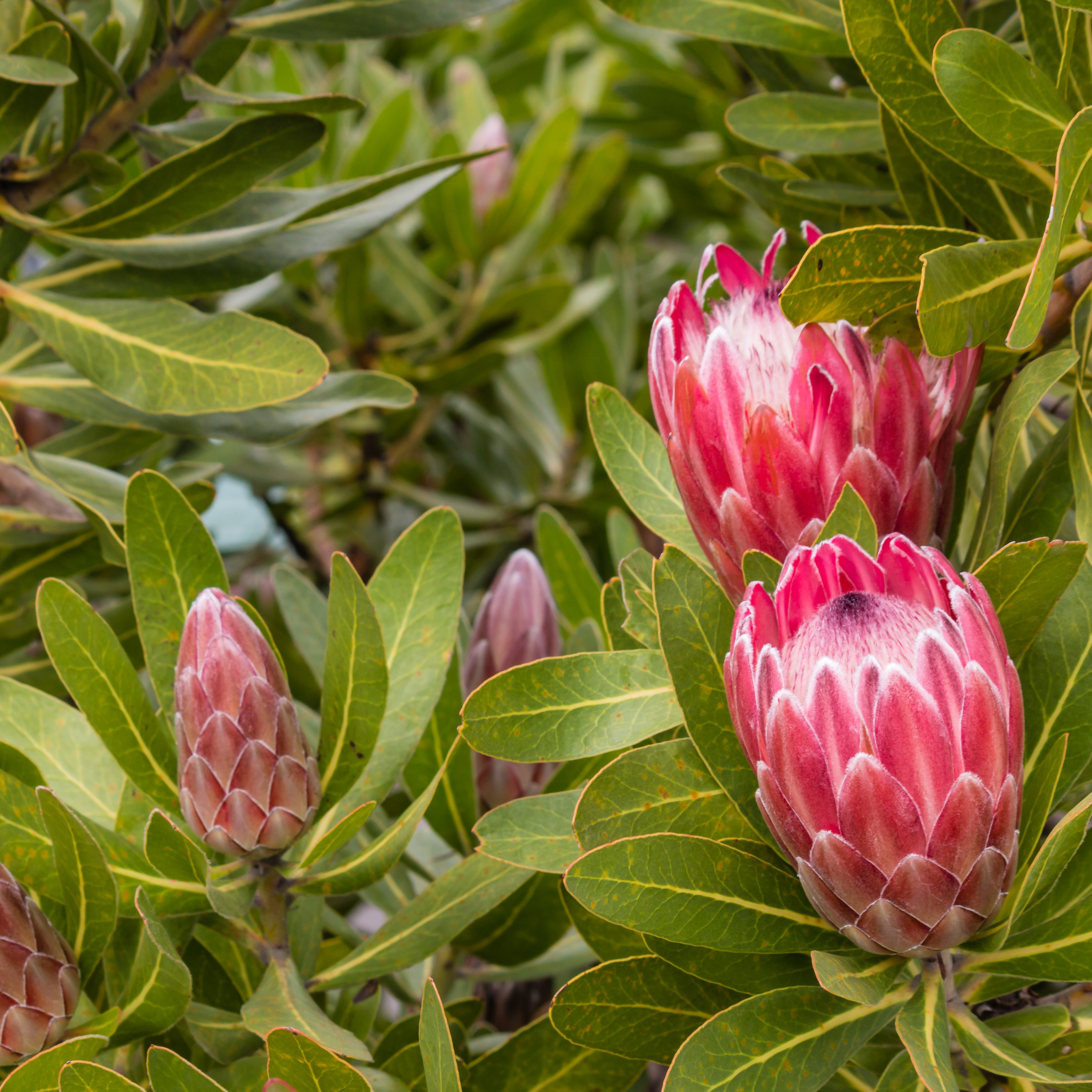 Close-up of pink protea flowers with green leaves