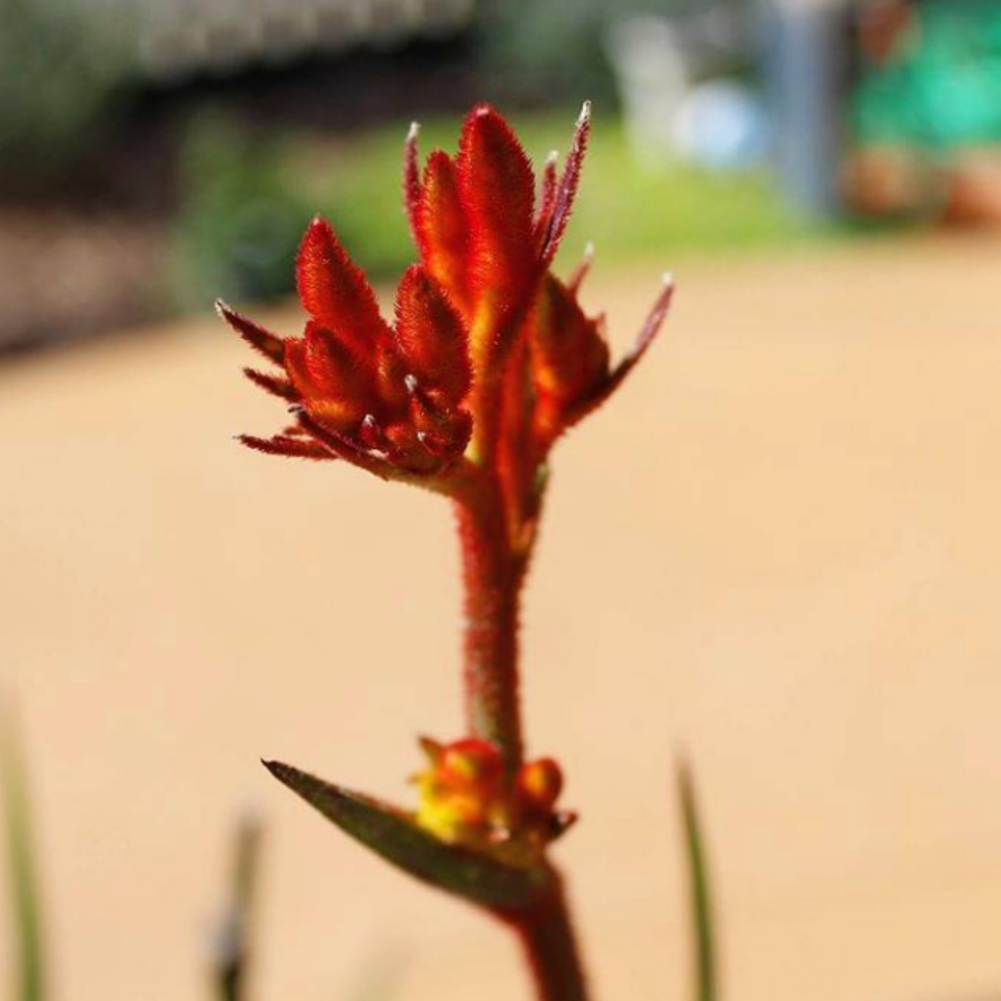 Amber-red Kangaroo Paw 'Amber Velvet' - Anigozanthos hybrida