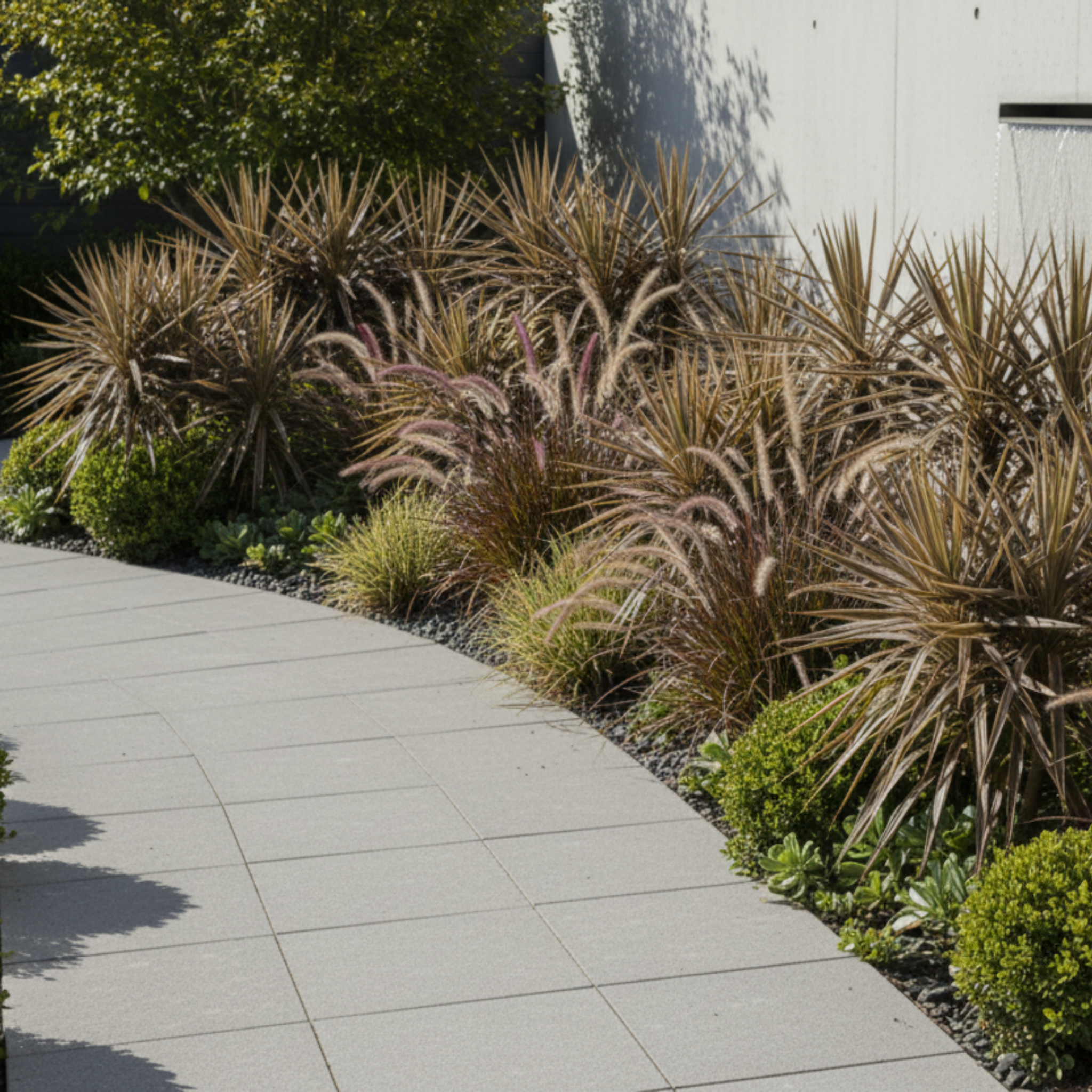 Electric Star Cabbage Tree - Cordyline banksii 'Electric Star'