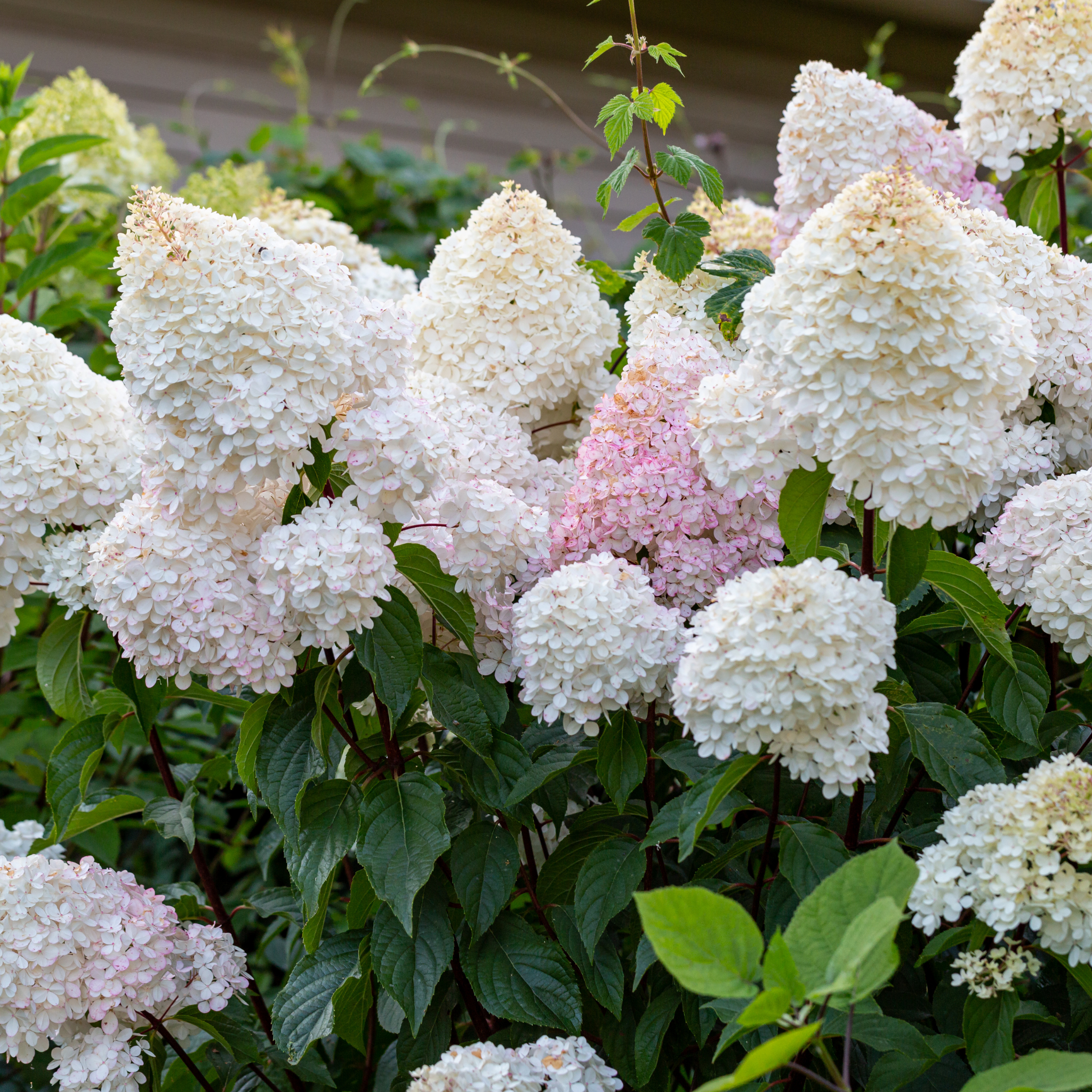 Panicled Hydrangea - Hydrangea paniculata Sundae Fraise