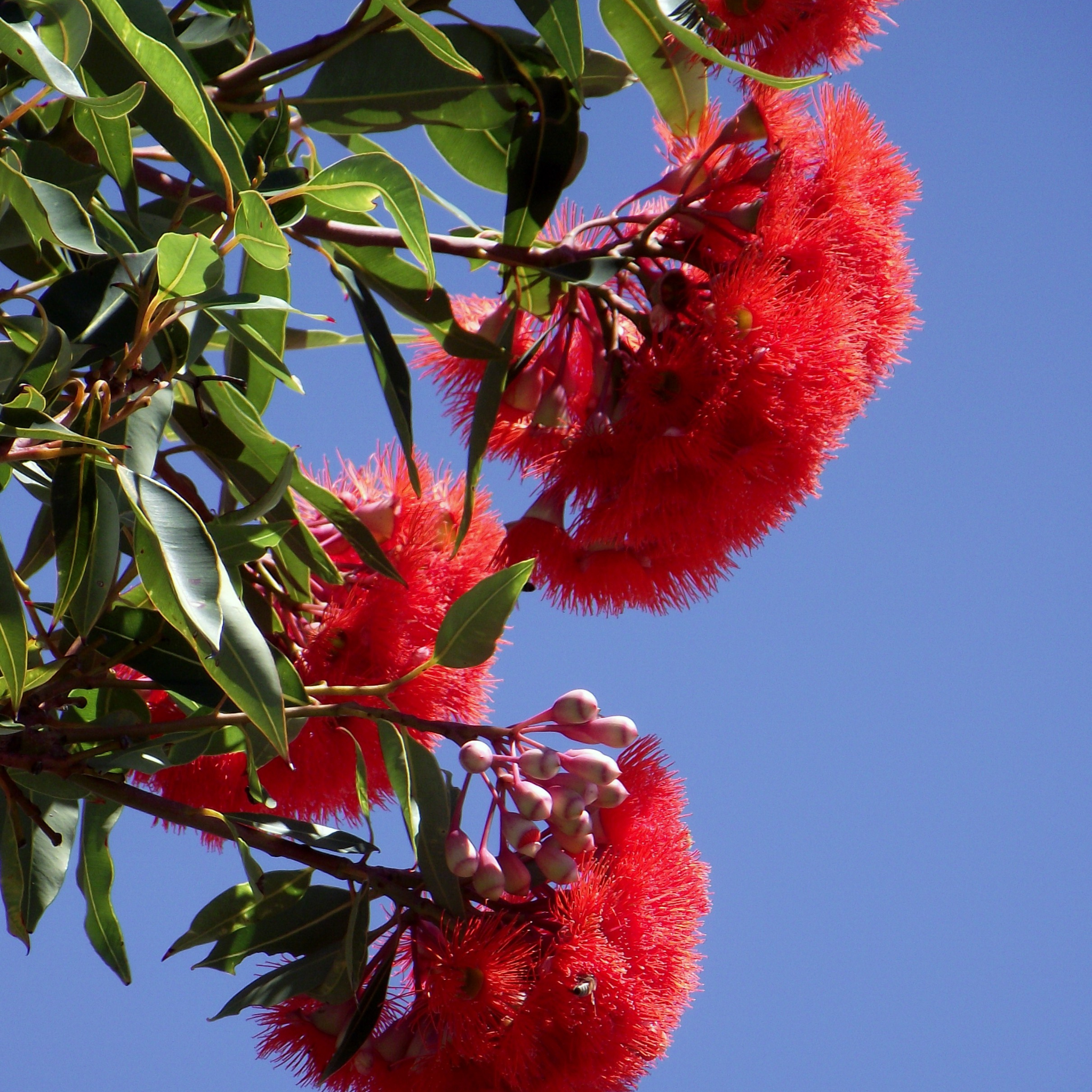 Red Flowering Gum Wildfire - Corymbia ficifolia 'Wildfire'