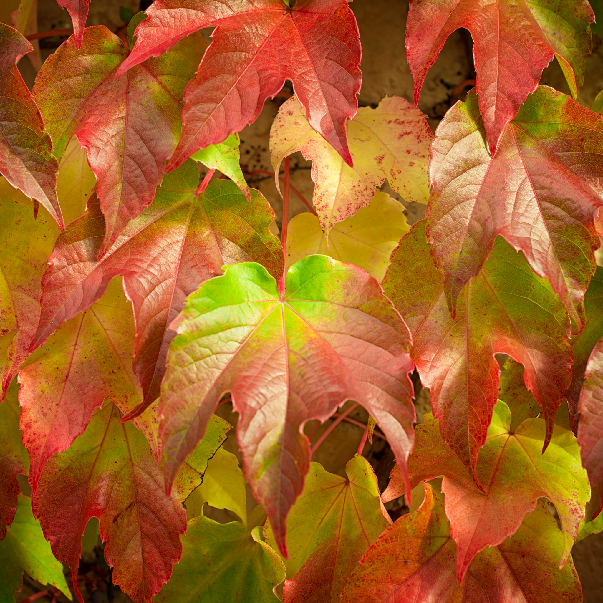 Boston Ivy - Parthenocissus tricuspidata