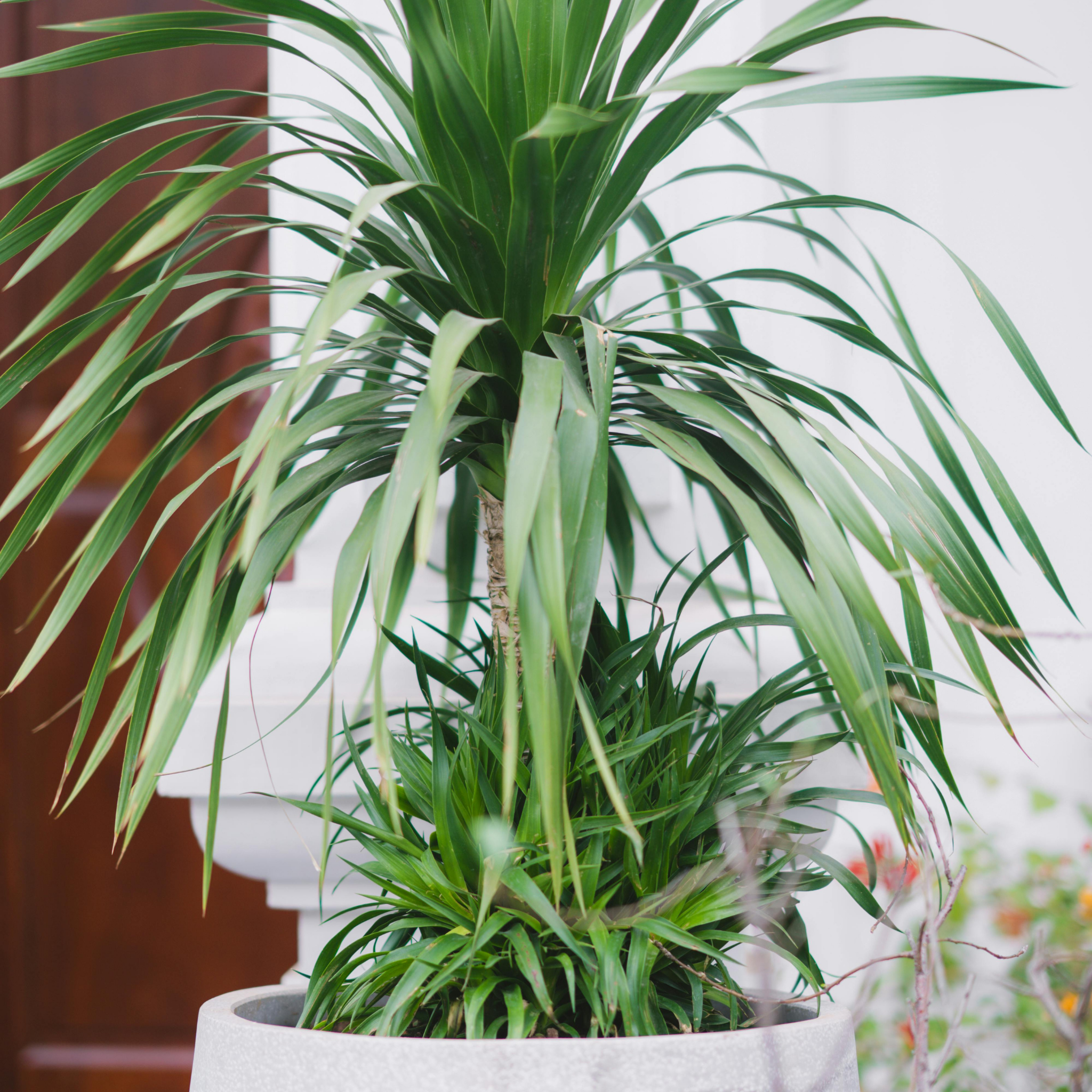 Canary Islands Dragon Tree - Dracaena draco