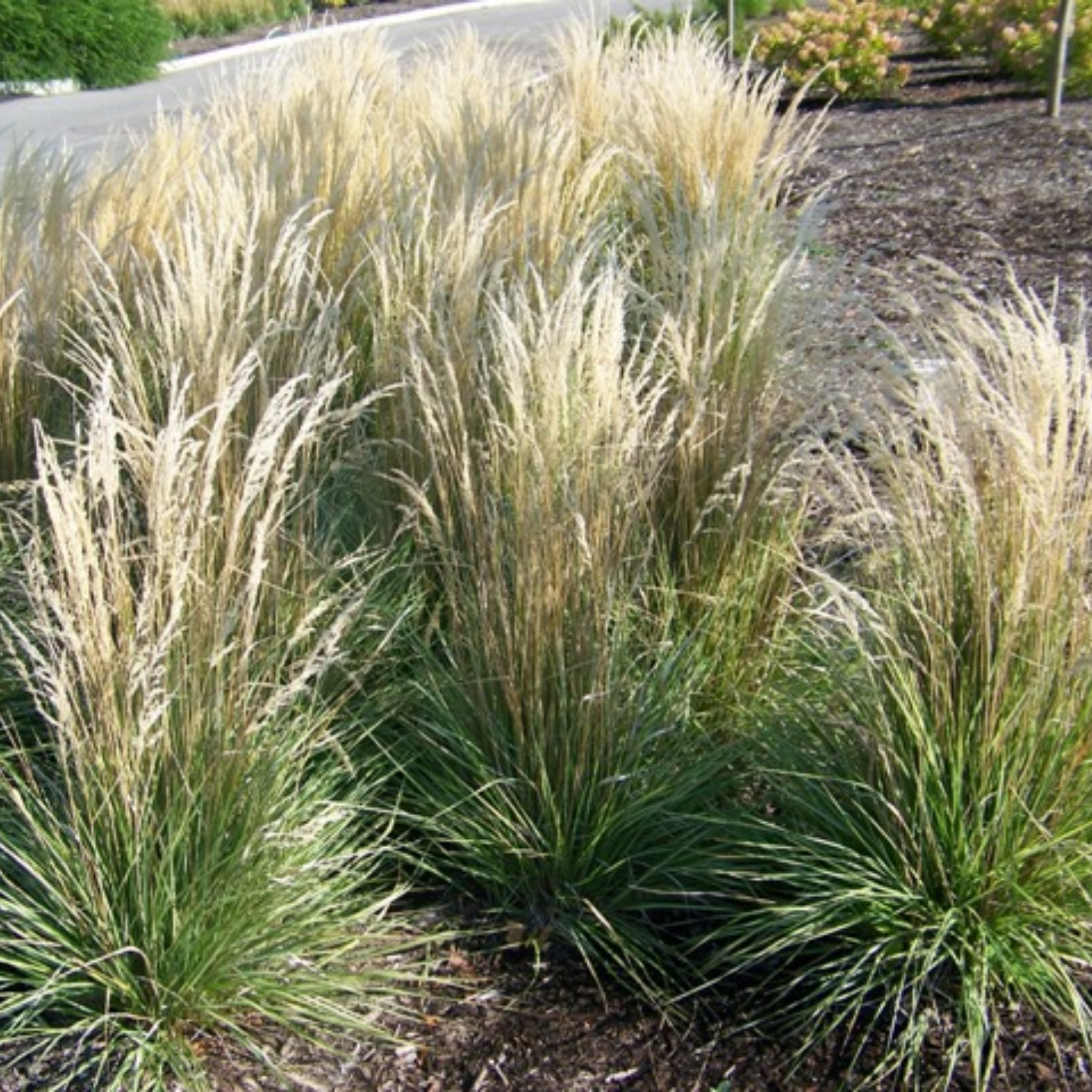 Tall grass plants with green and beige foliage in a garden setting