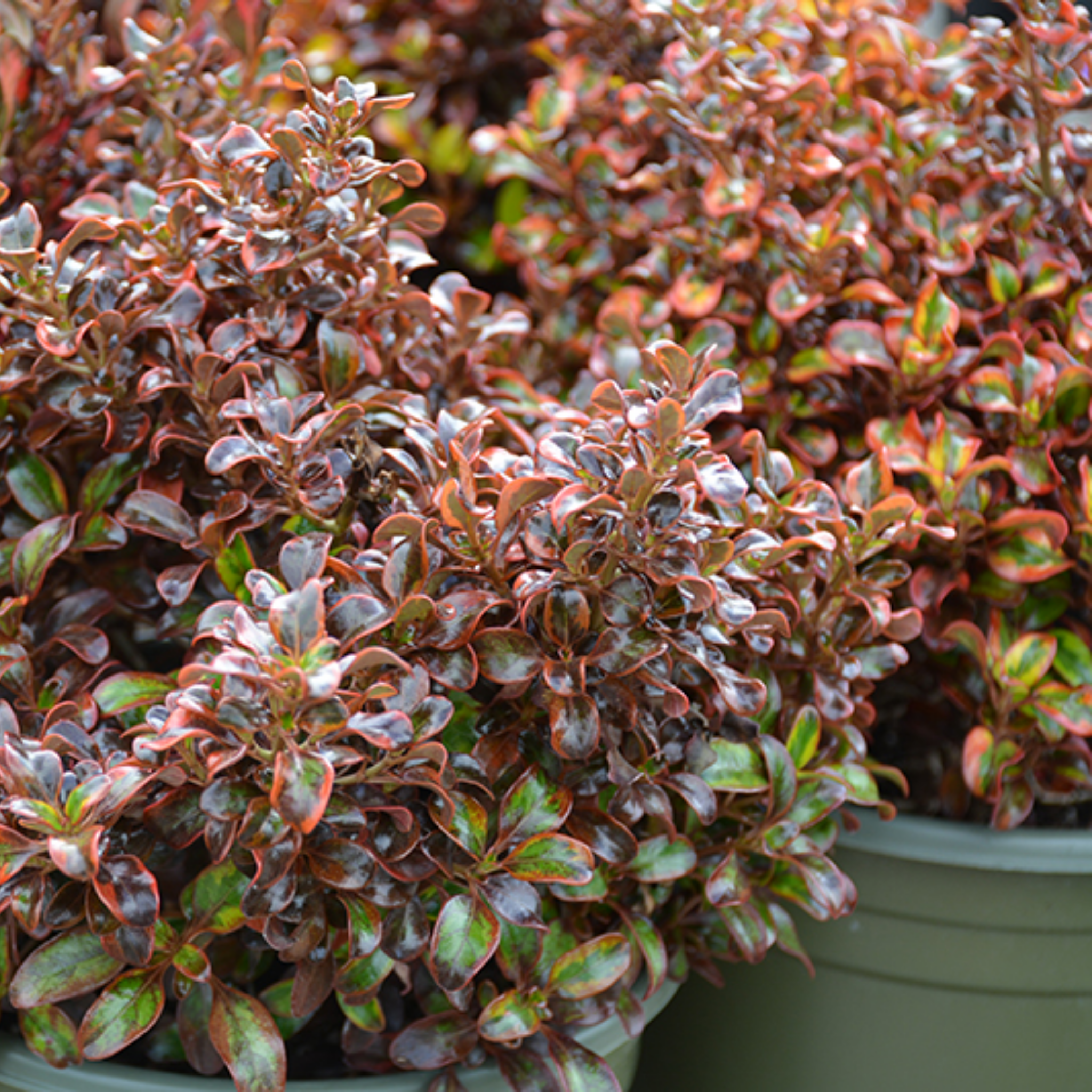 Mirror Bush Tequila Sunrise - Coprosma repens 'Tequila Sunrise'