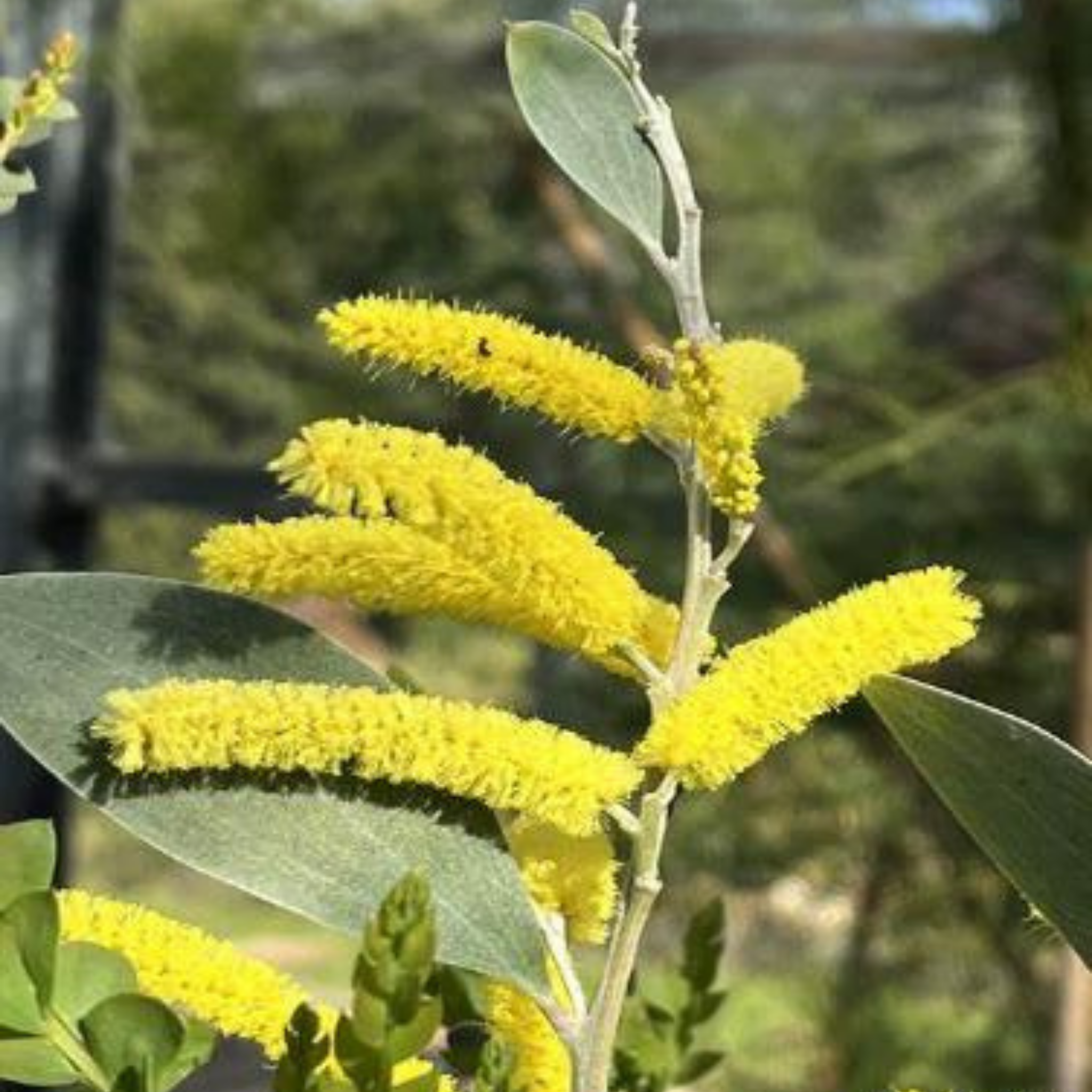 Sterling Silver Wattle -  Acacia binervia Sterling Silver