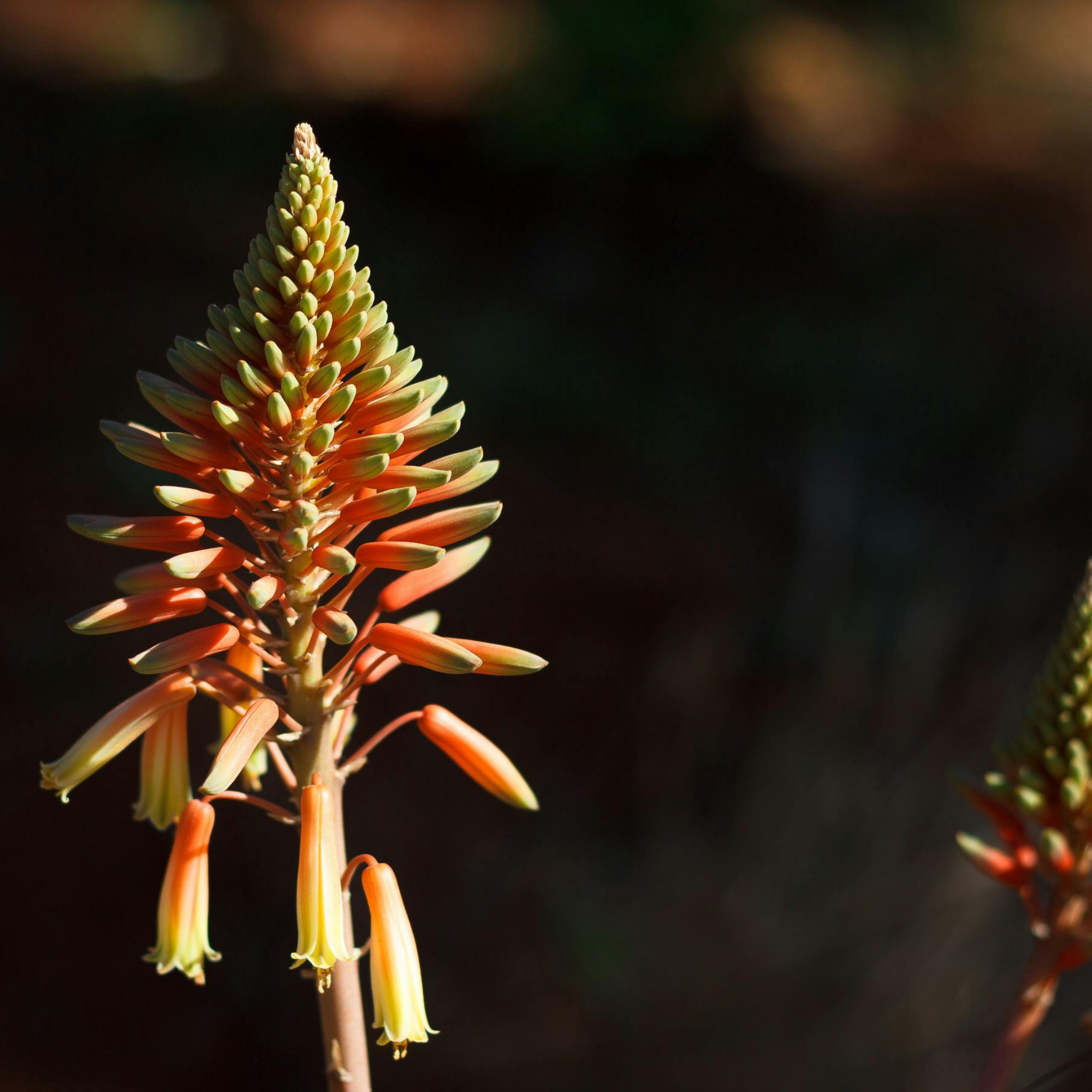 Aloe hybrida Gemini PBR