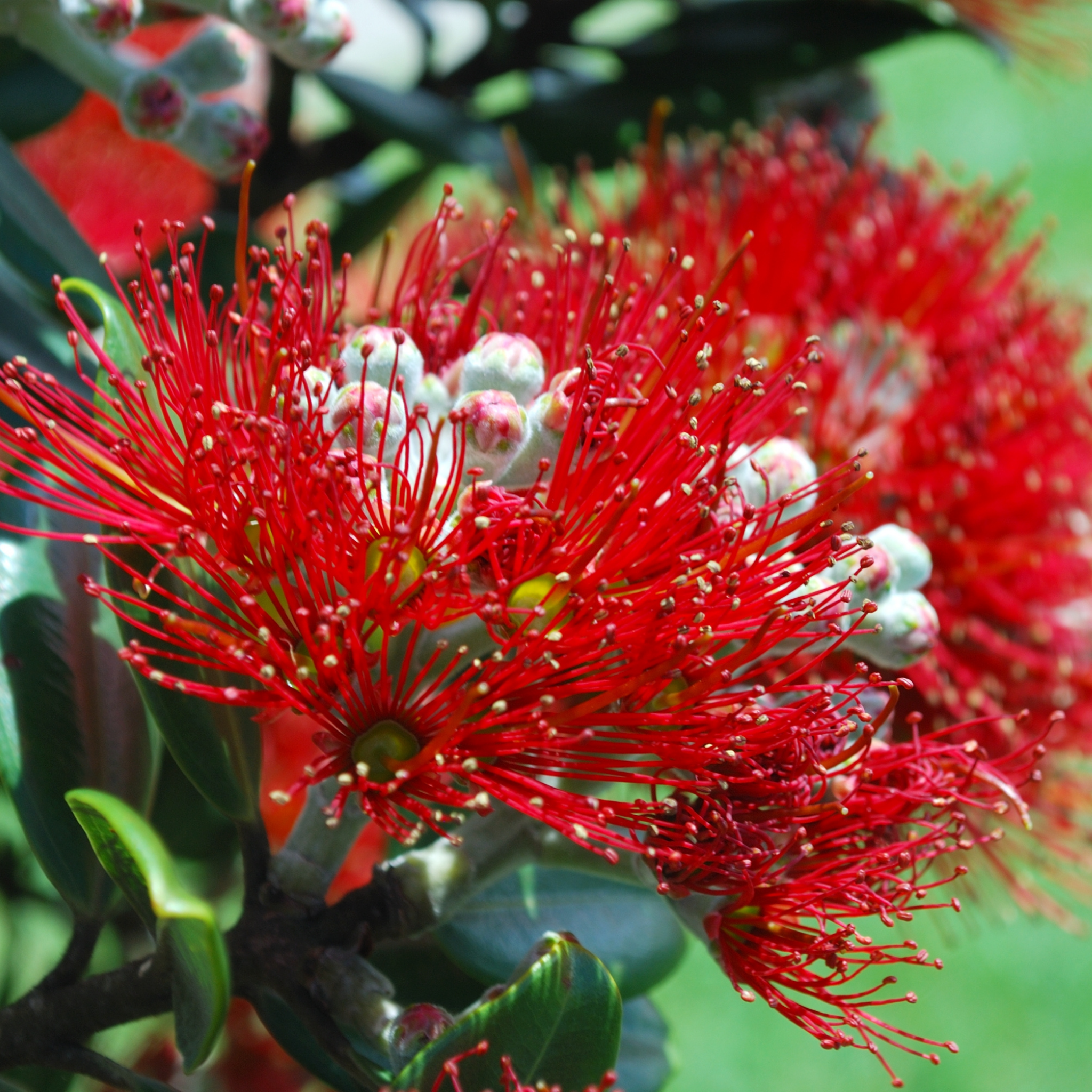 New Zealand Christmas Bush - Metrosideros collina Tahiti