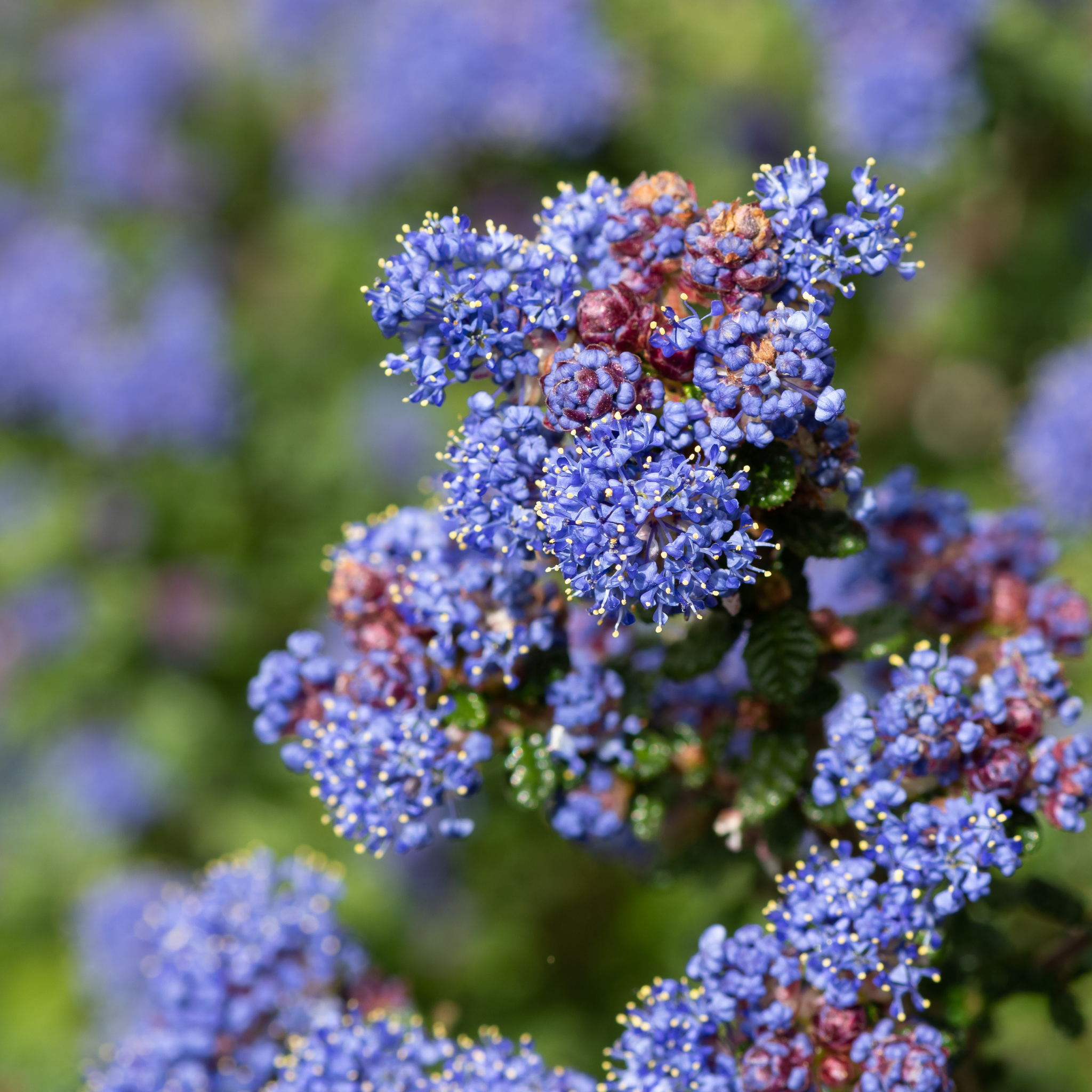 California Lilac - Ceanothus griseus horizontalis Yankee Point