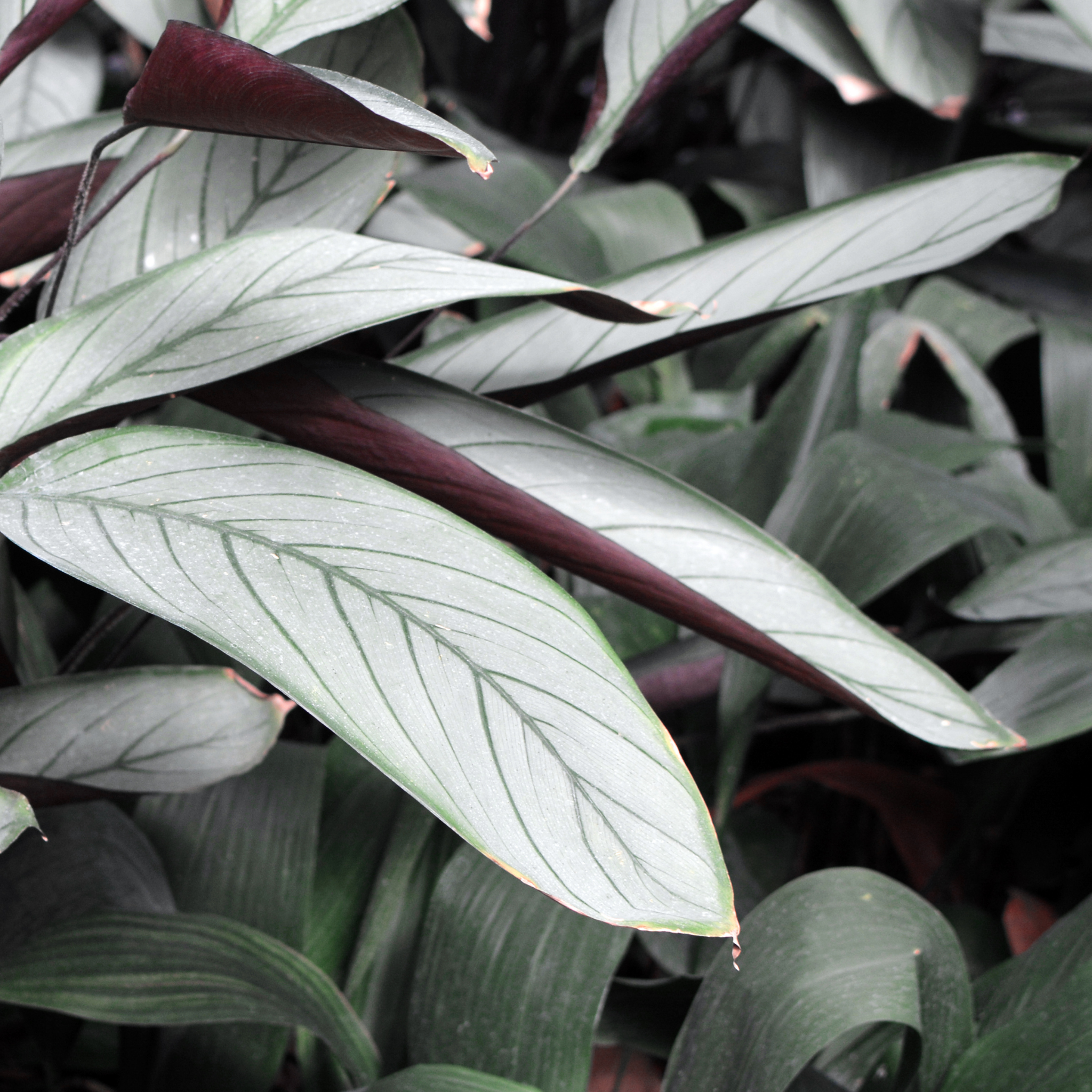 Never Never Grey Star Plant - Ctenanthe setosa 'Grey Star'