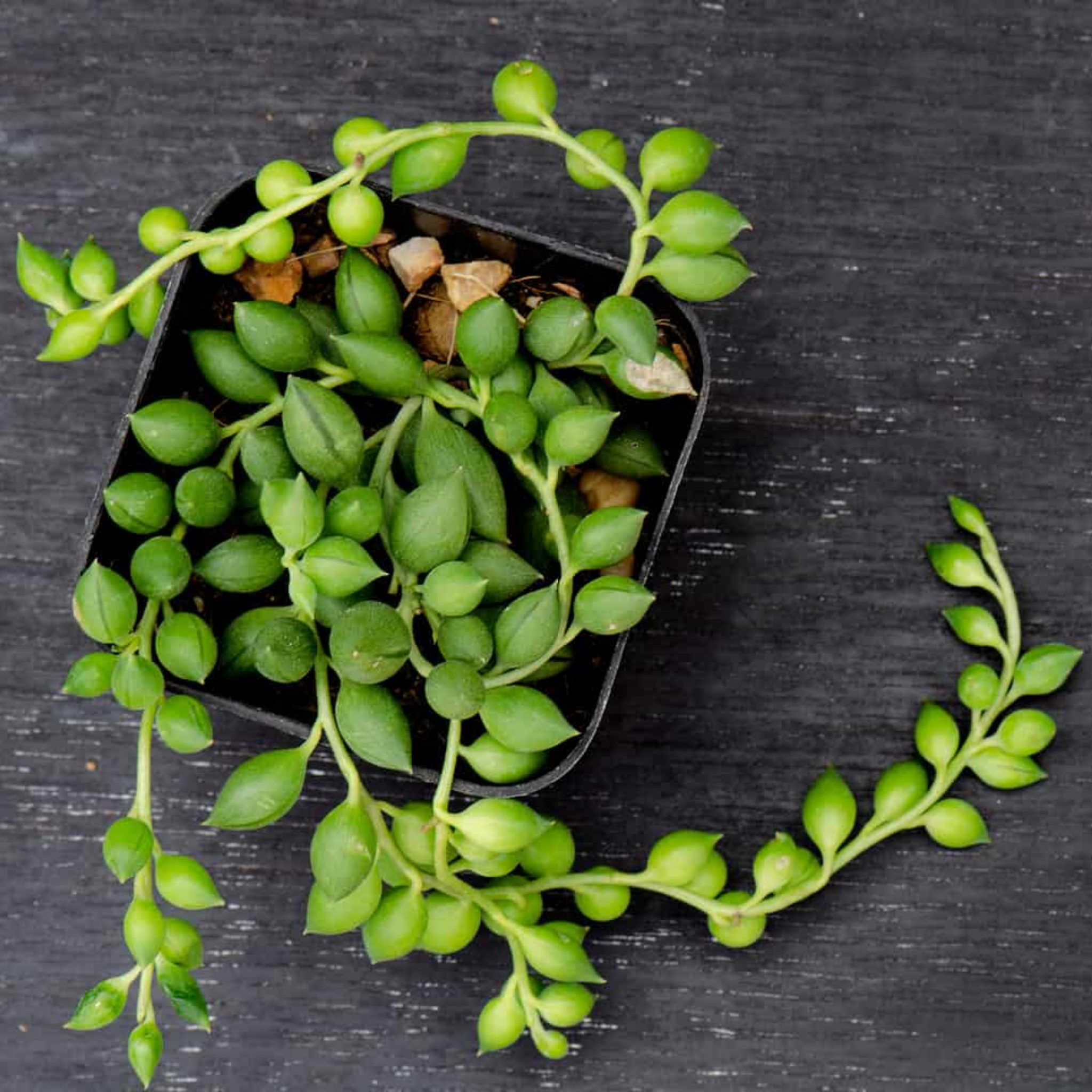 Senecio herrianus Angel Tears - String of Tears