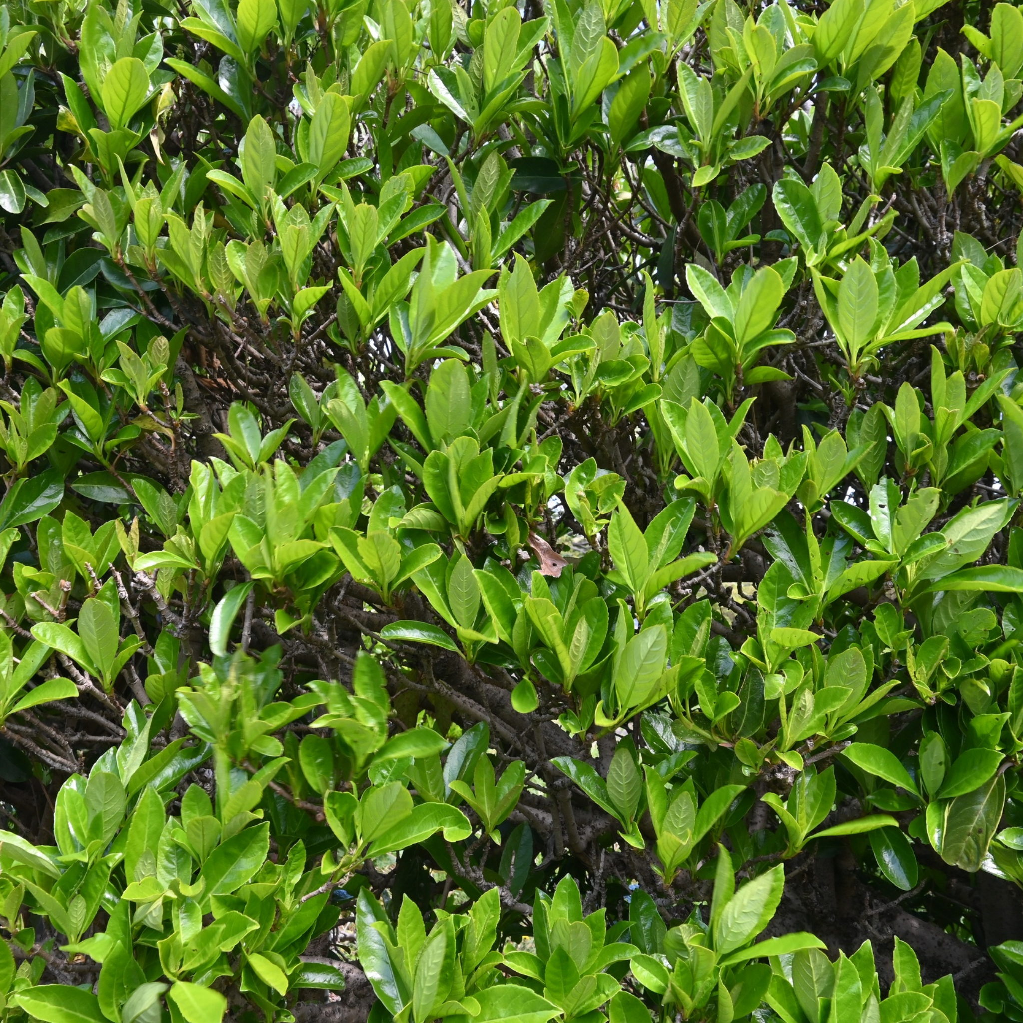 Close-up of a dense green bush with leaves