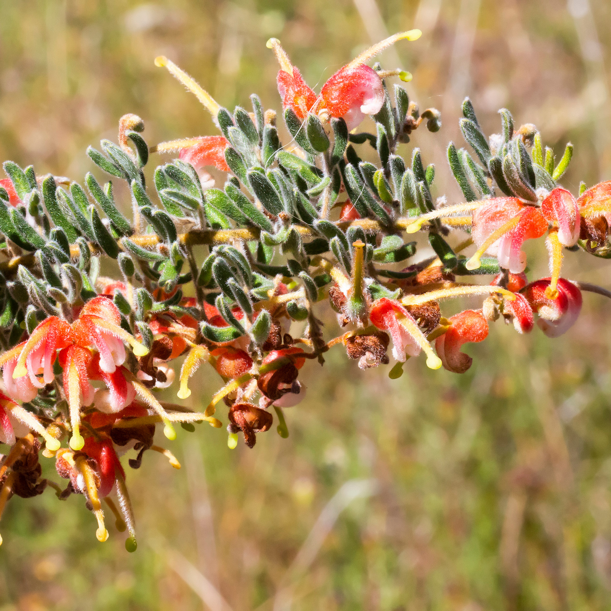 Grevillea 'Winter Flame' - Grevillea alpina rosmarinifoli Winter Flame