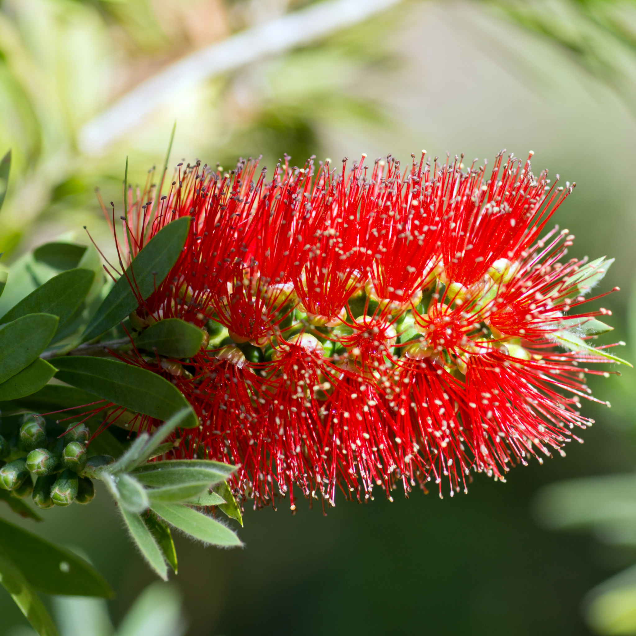 Mary Mackillop Bottlebrush - Callistemon hybrida ‘Mary Mackillop’