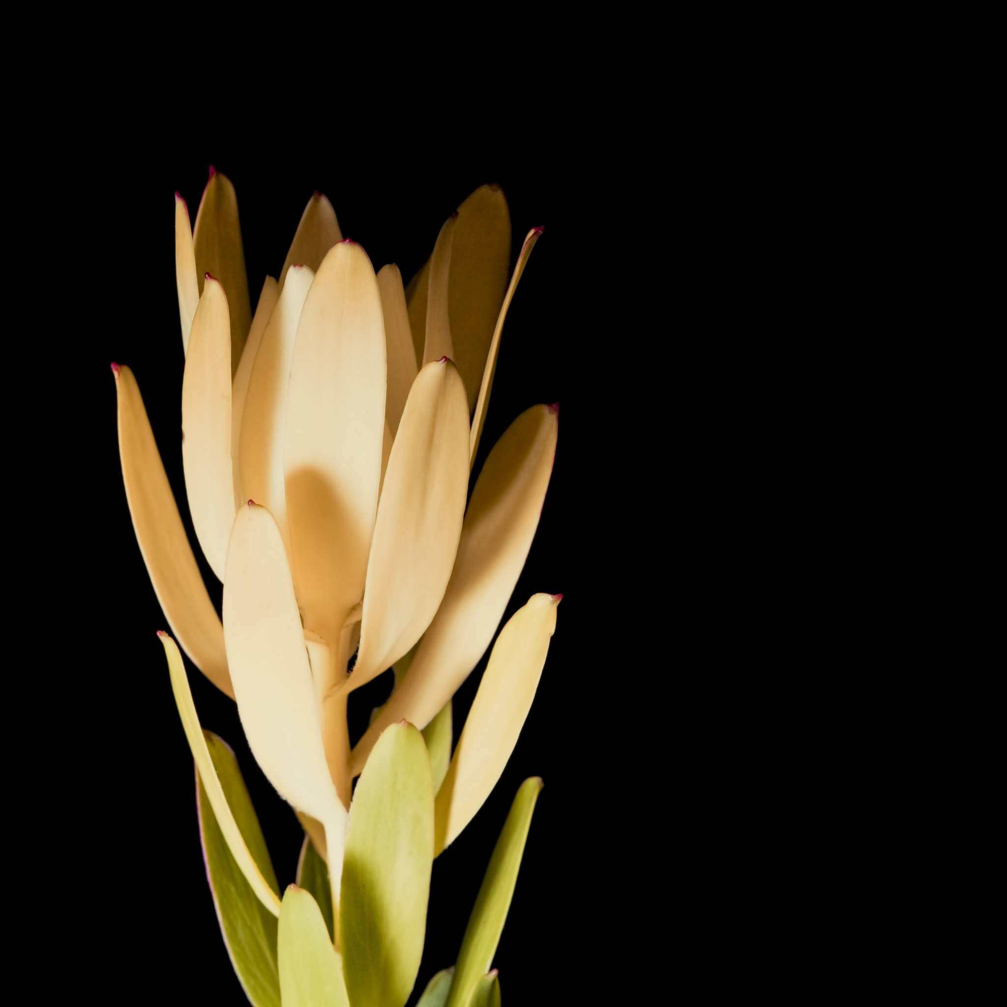 Safari Goldstrike Conebush - Leucadendron salignum Safari Goldstrike