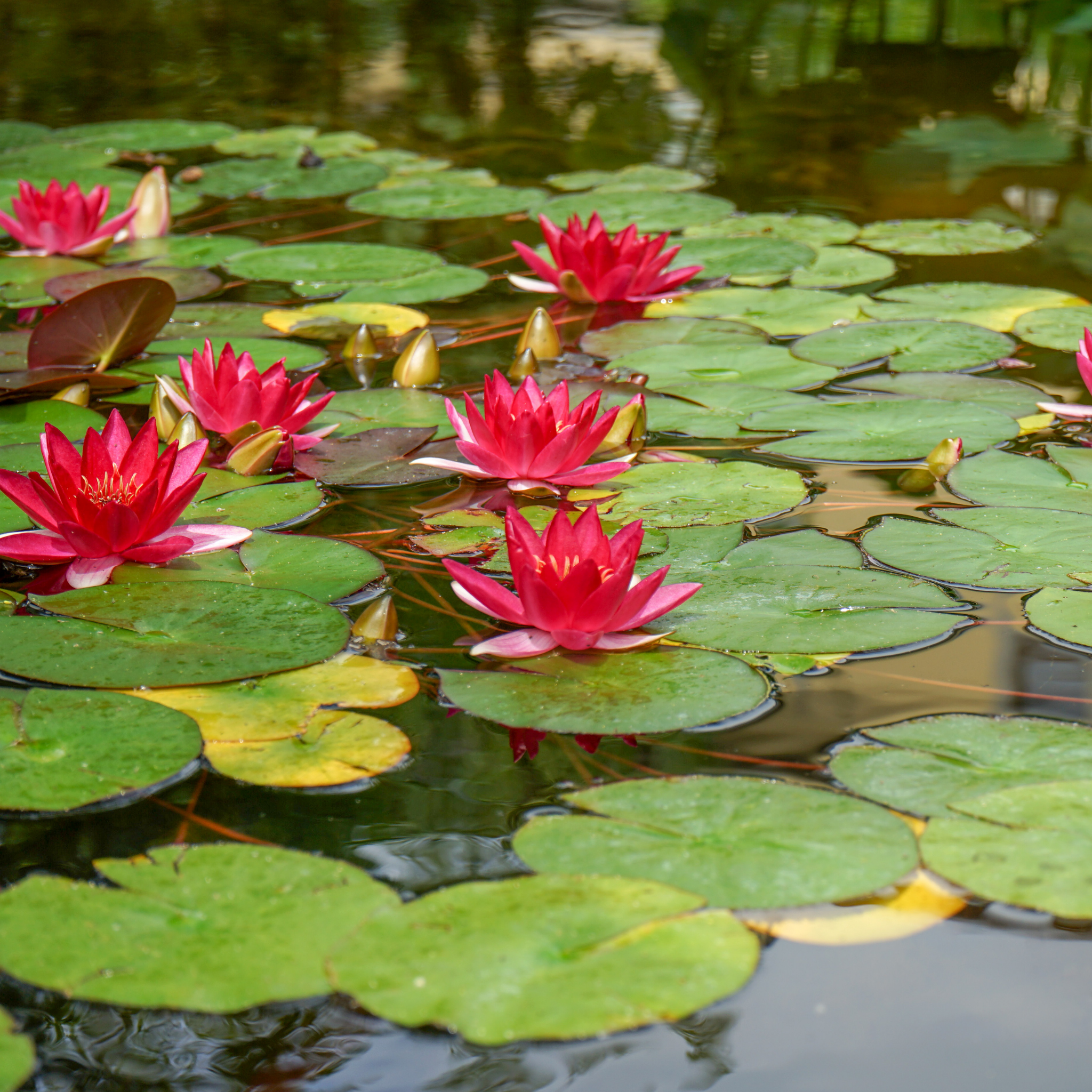 Red Water Lily - Nymphaea hybrida Red