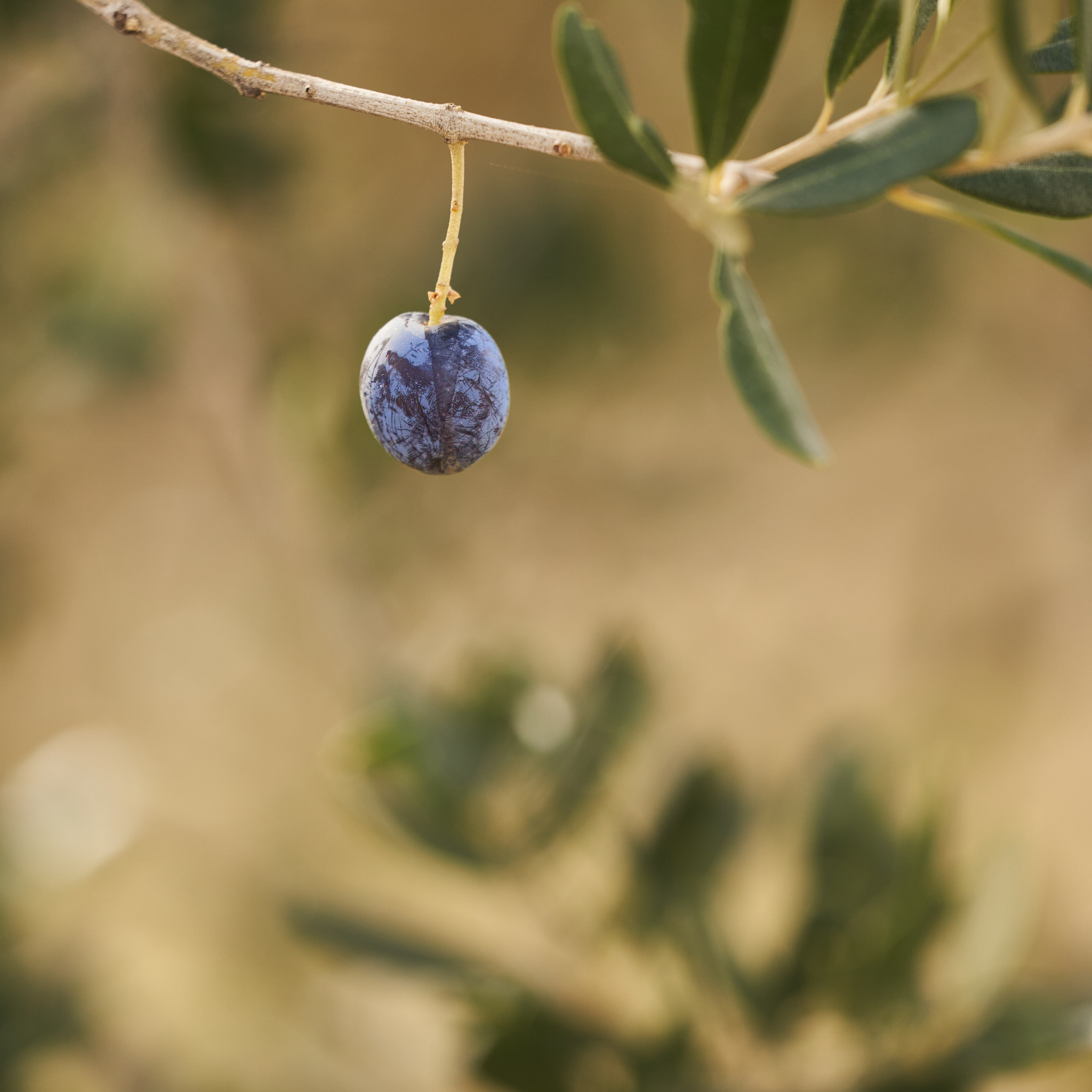 Blueberry Ash - Elaeocarpus reticulatus